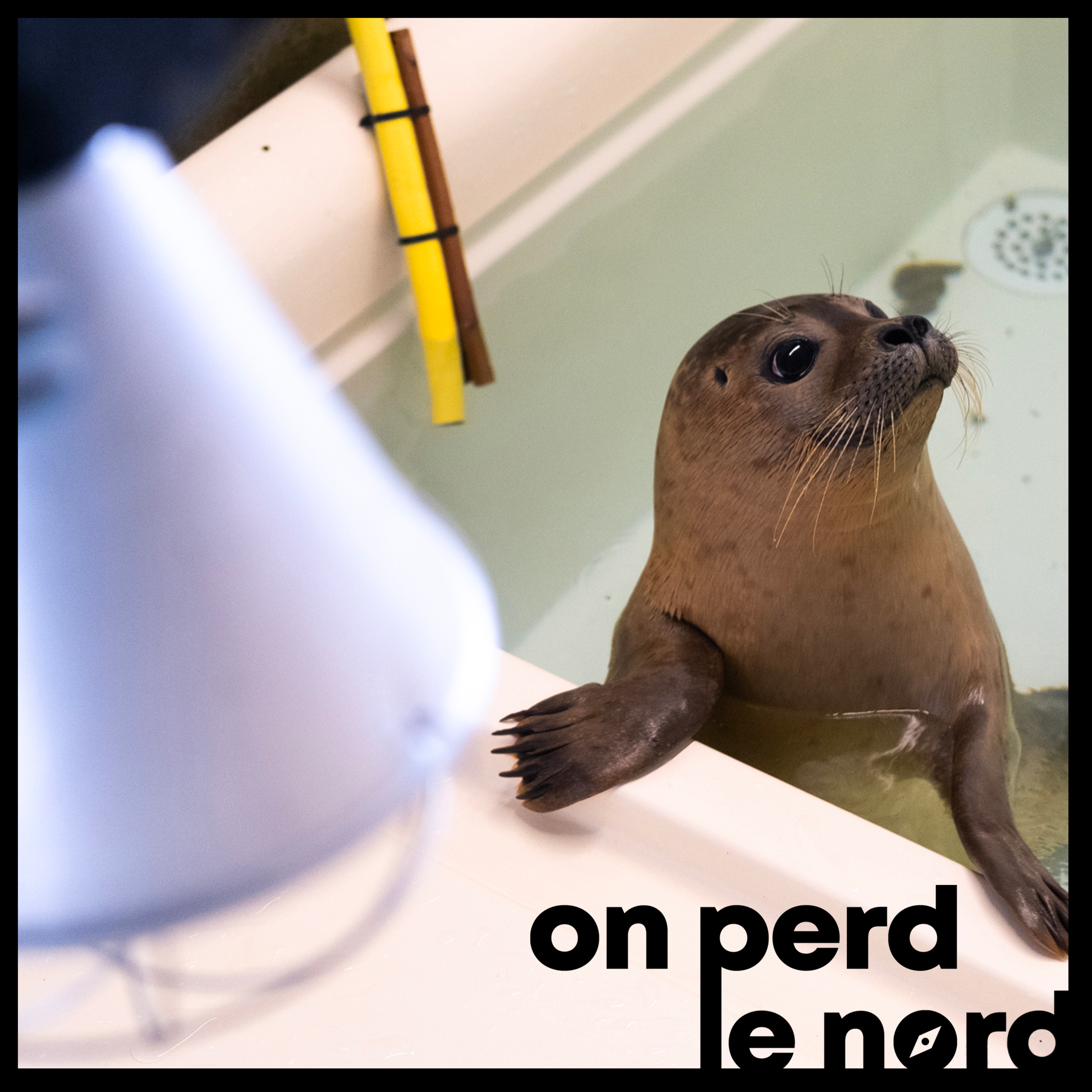 On Perd le Nord