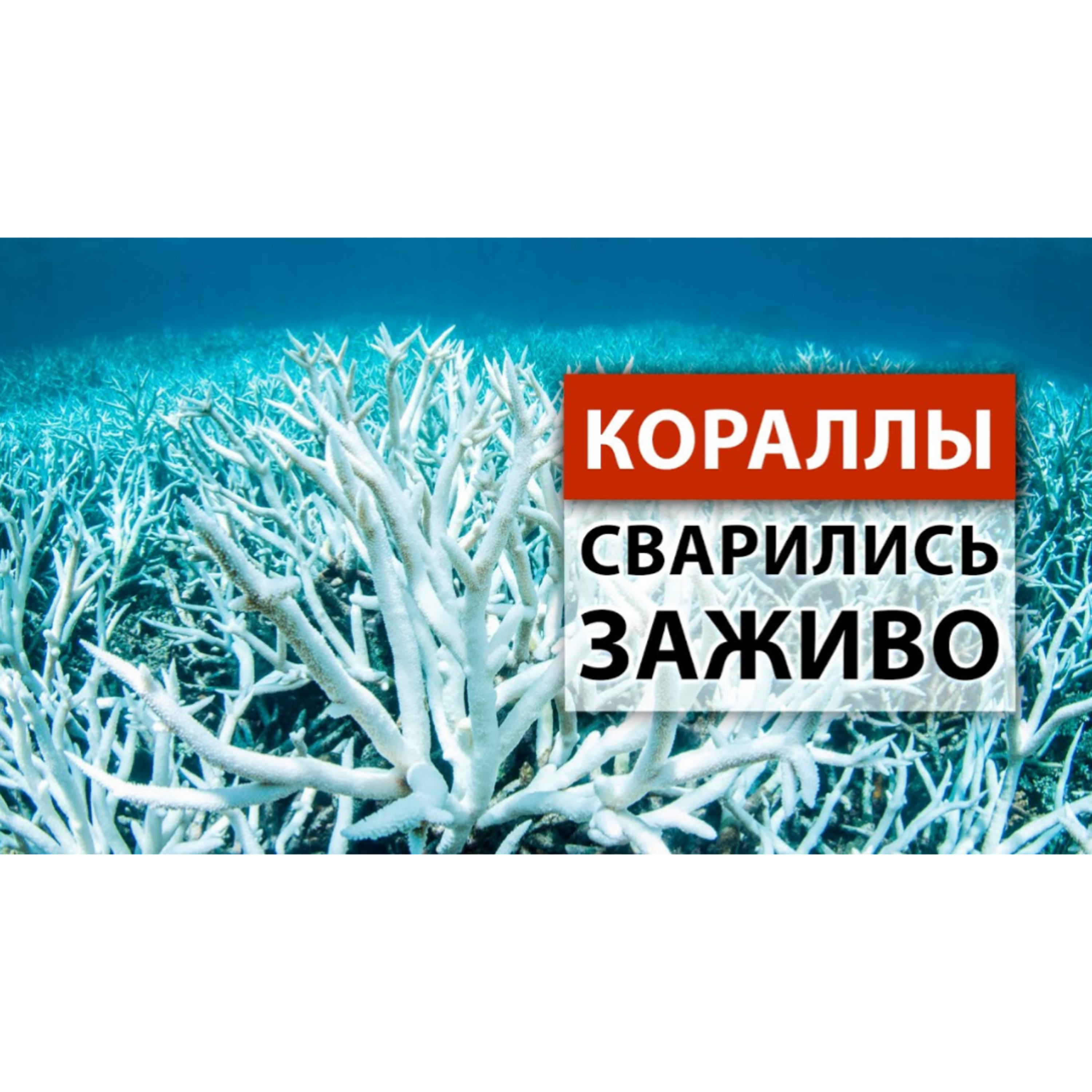 ПЕРЕГРЕВ планеты губит океан. ПОЧЕМУ это происходит?