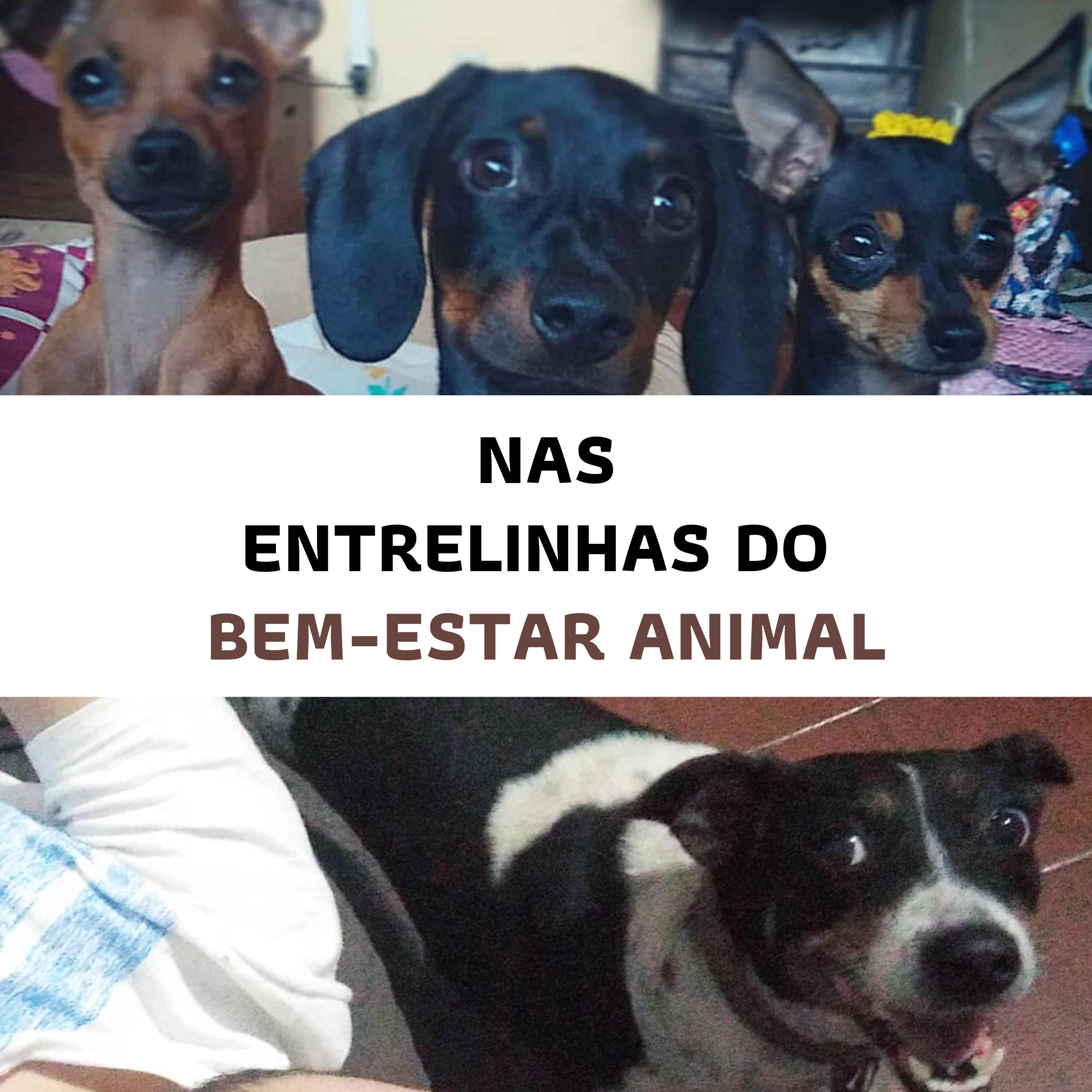 Podcast Entrelinhas
