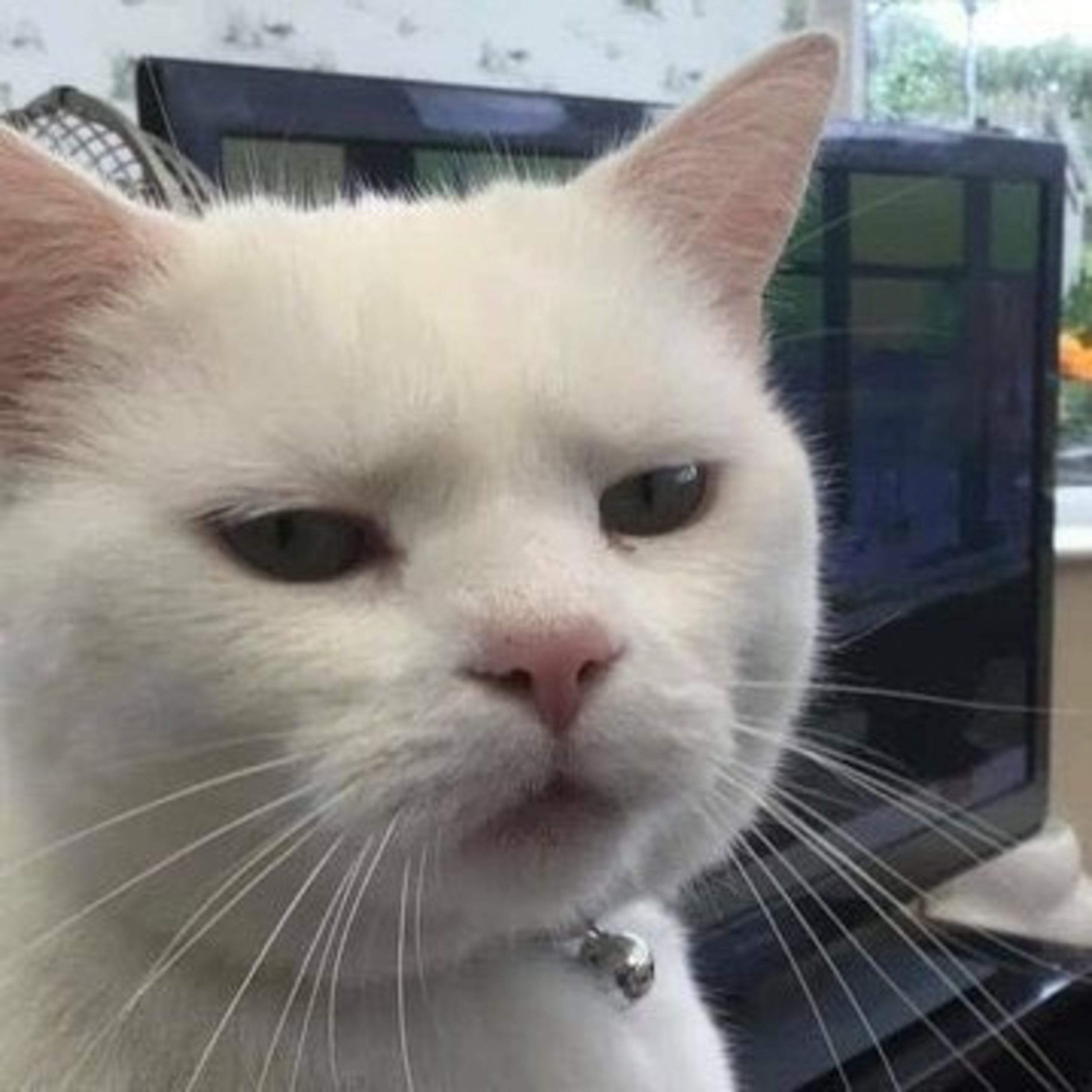 Kalian semua berdosa, ak suci