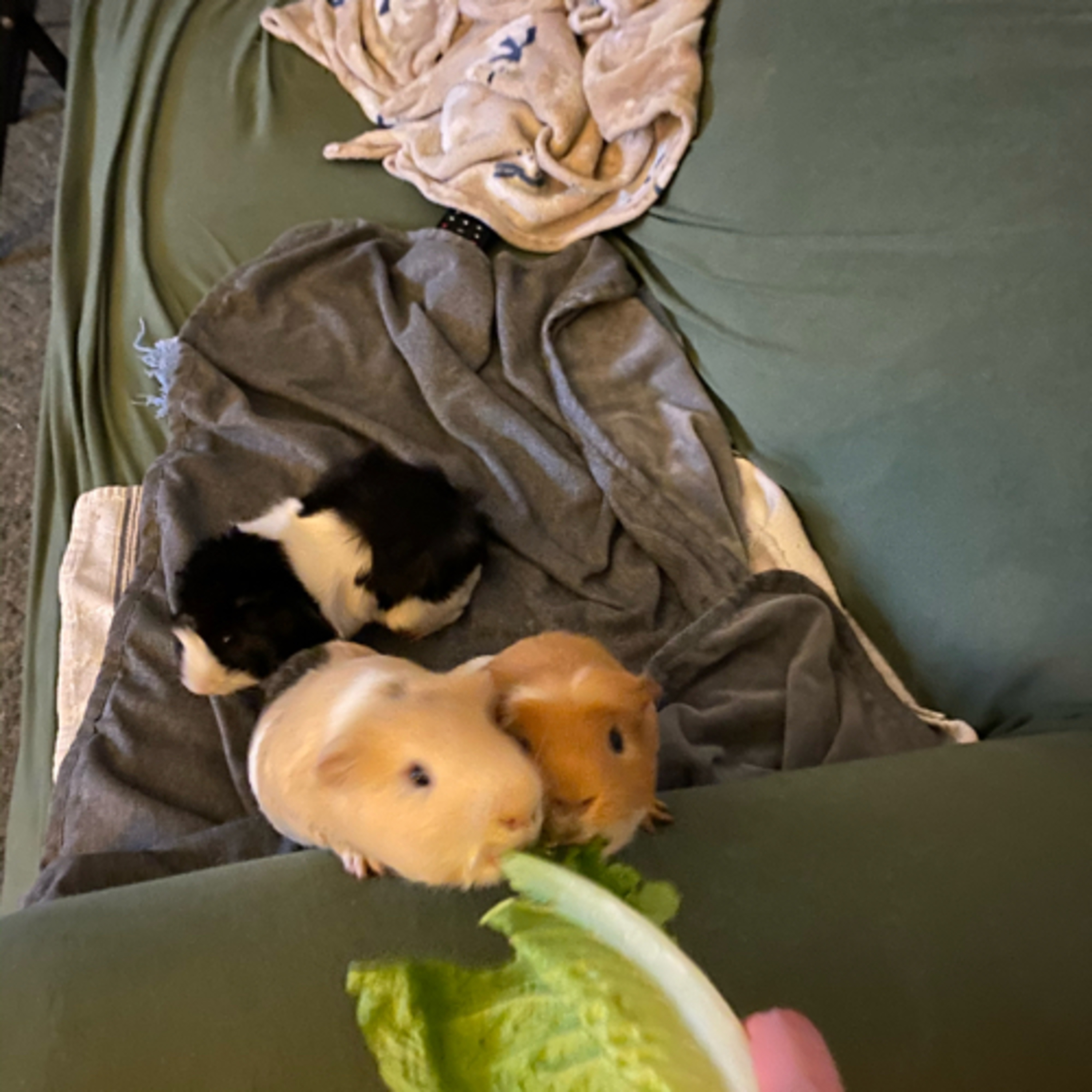 Getting started mainly talking about my animals  episode artwork