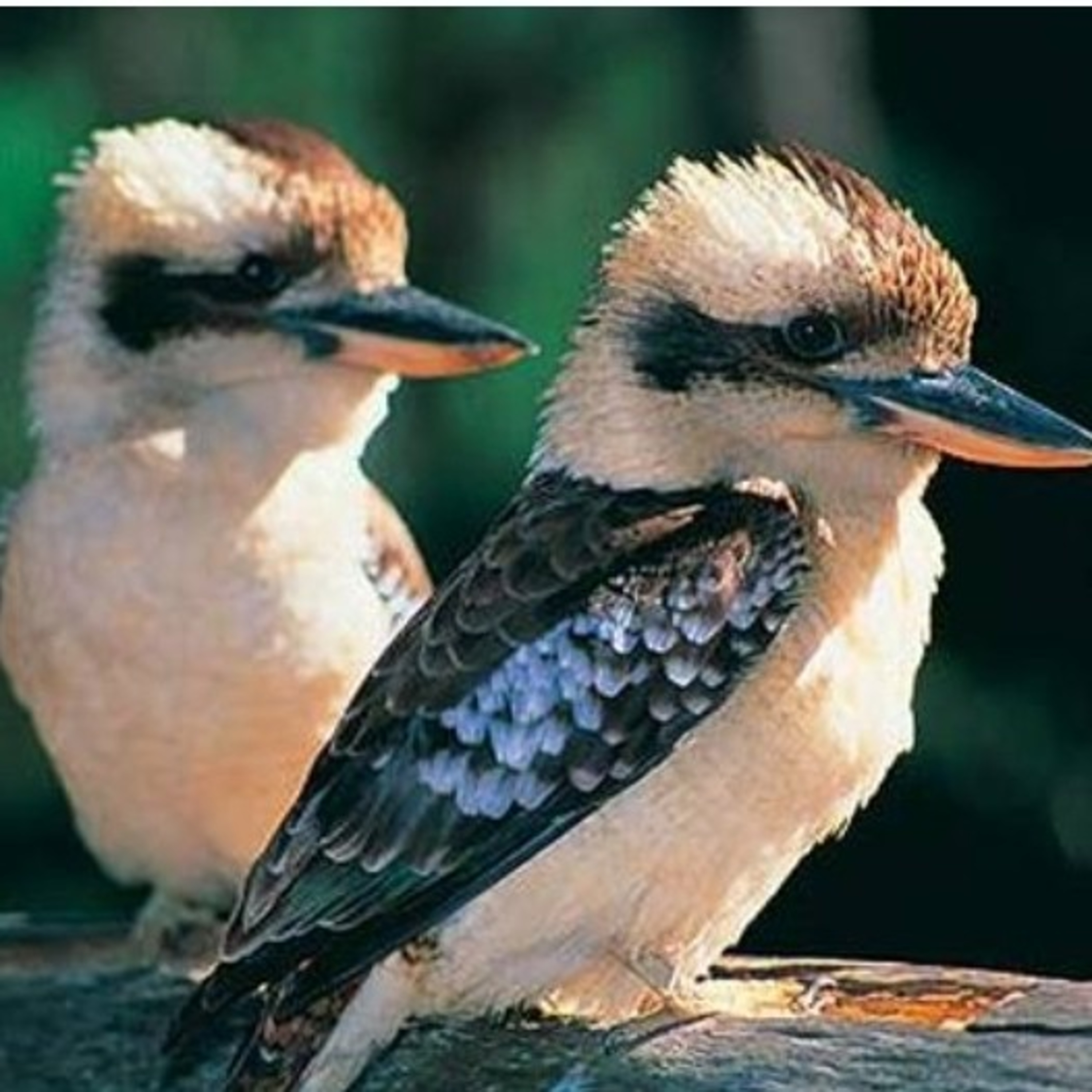 Journey of the Kookaburra
