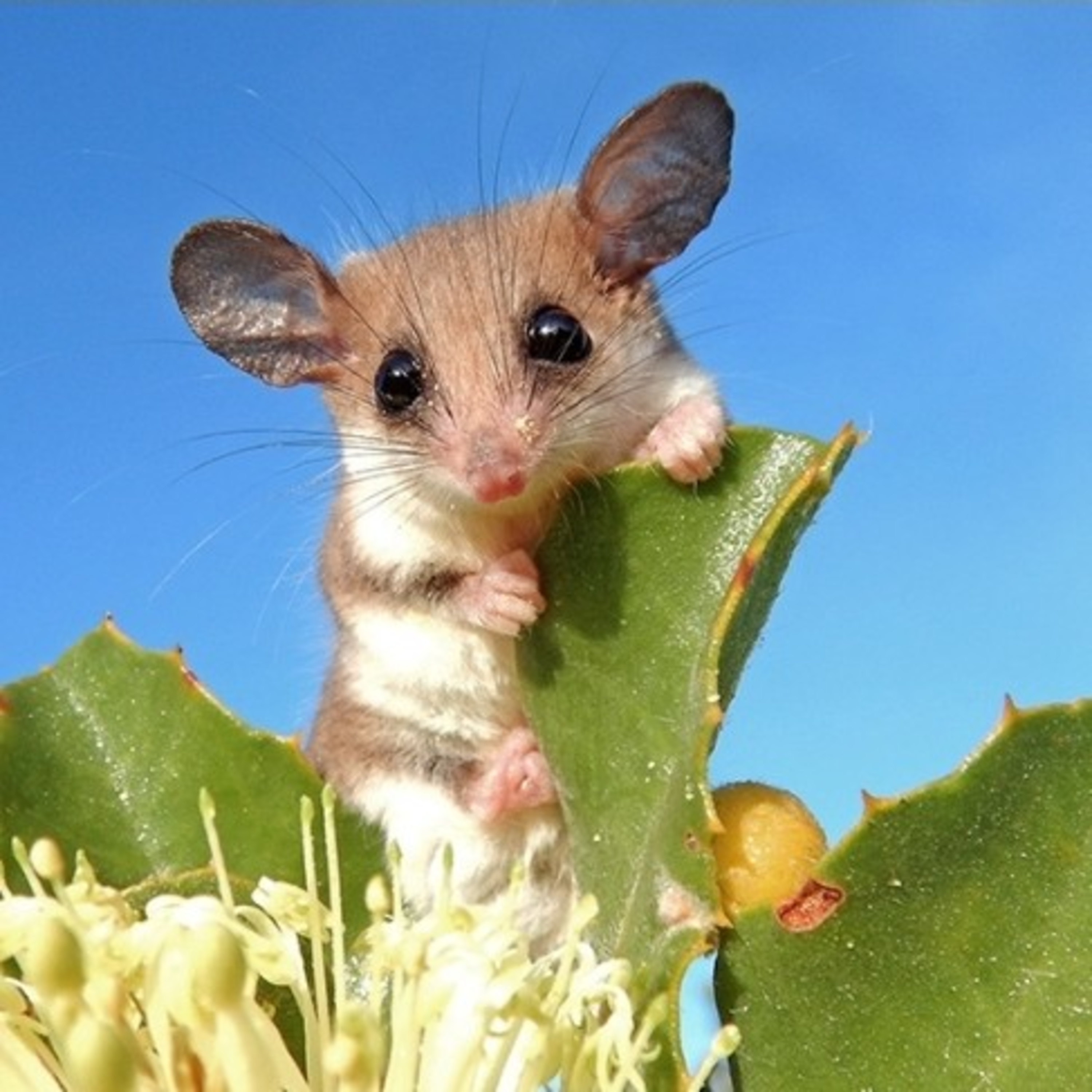 Dreamtime with the Pygmy Possum 