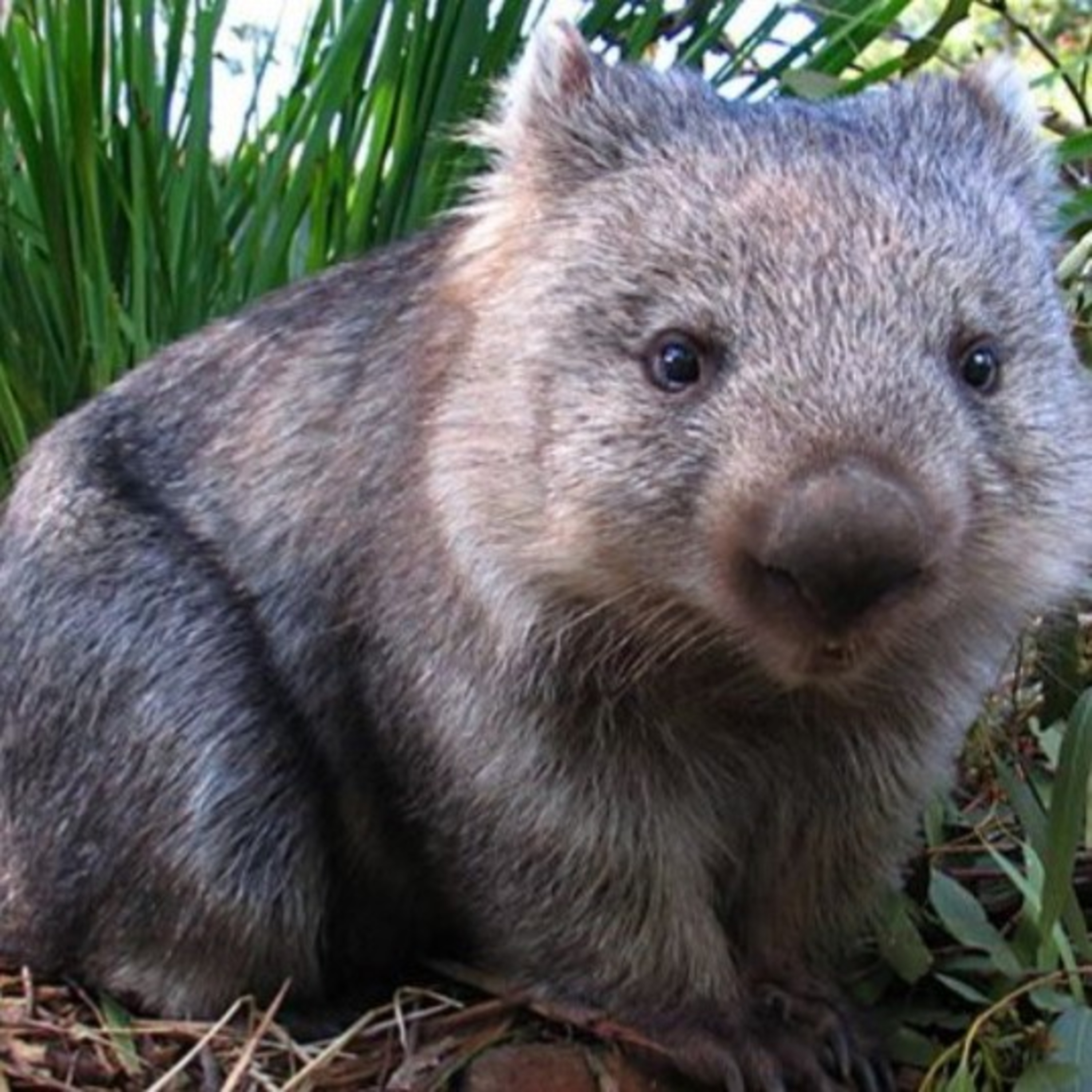 Journey with the Wombat episode artwork