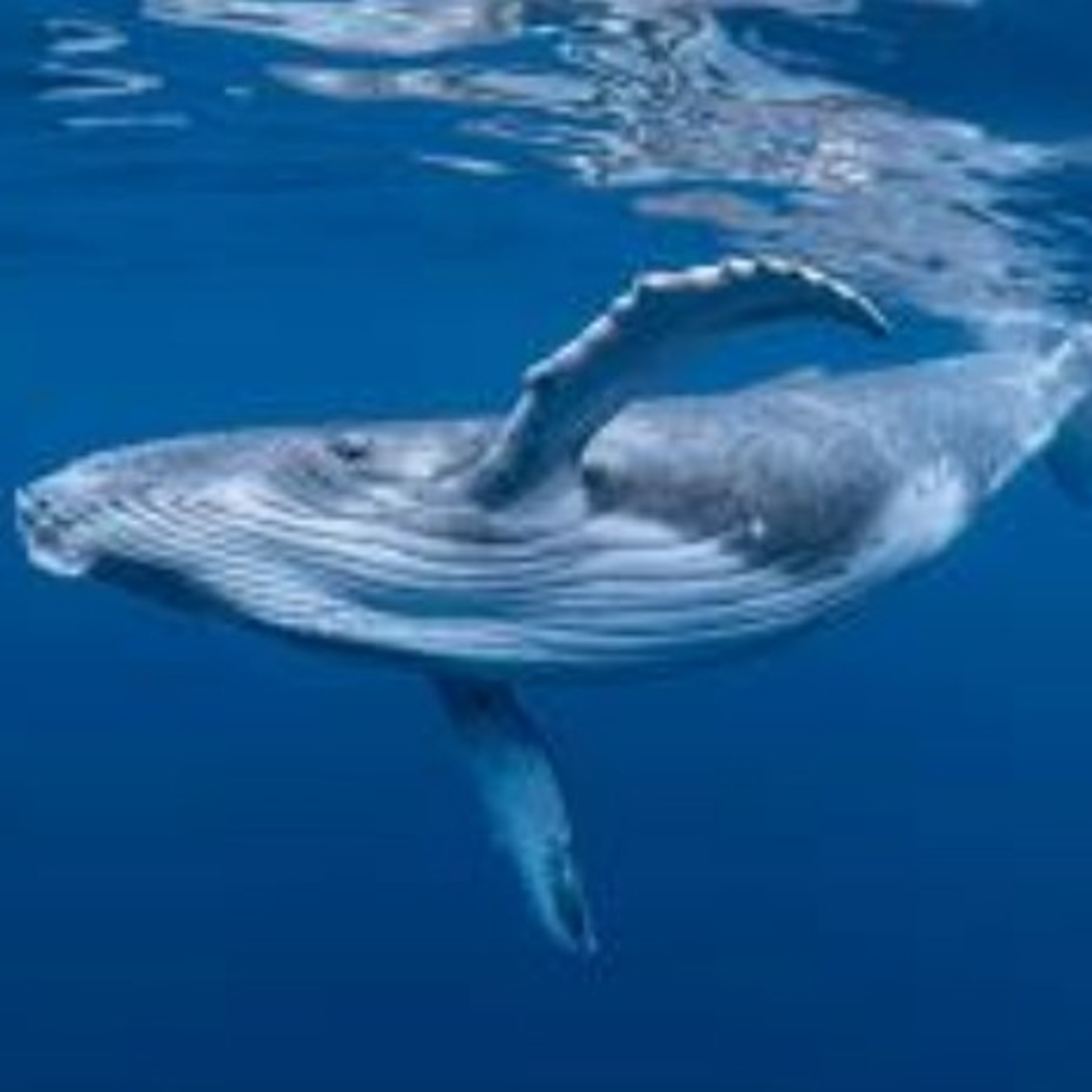 JOURNEY WITH THE HUMPBACK WHALE