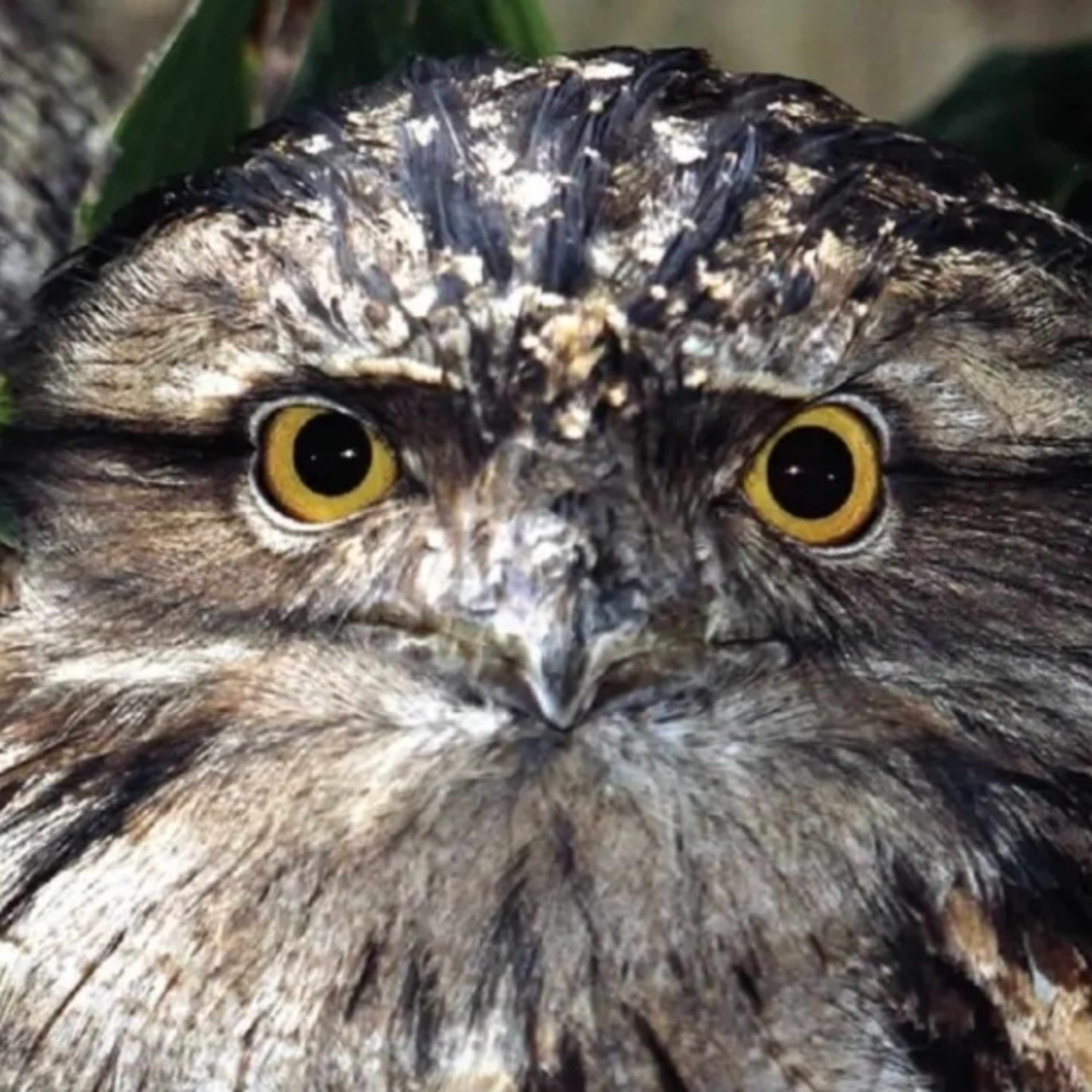 JOURNEY WITH THE TAWNY FROGMOUTH episode artwork