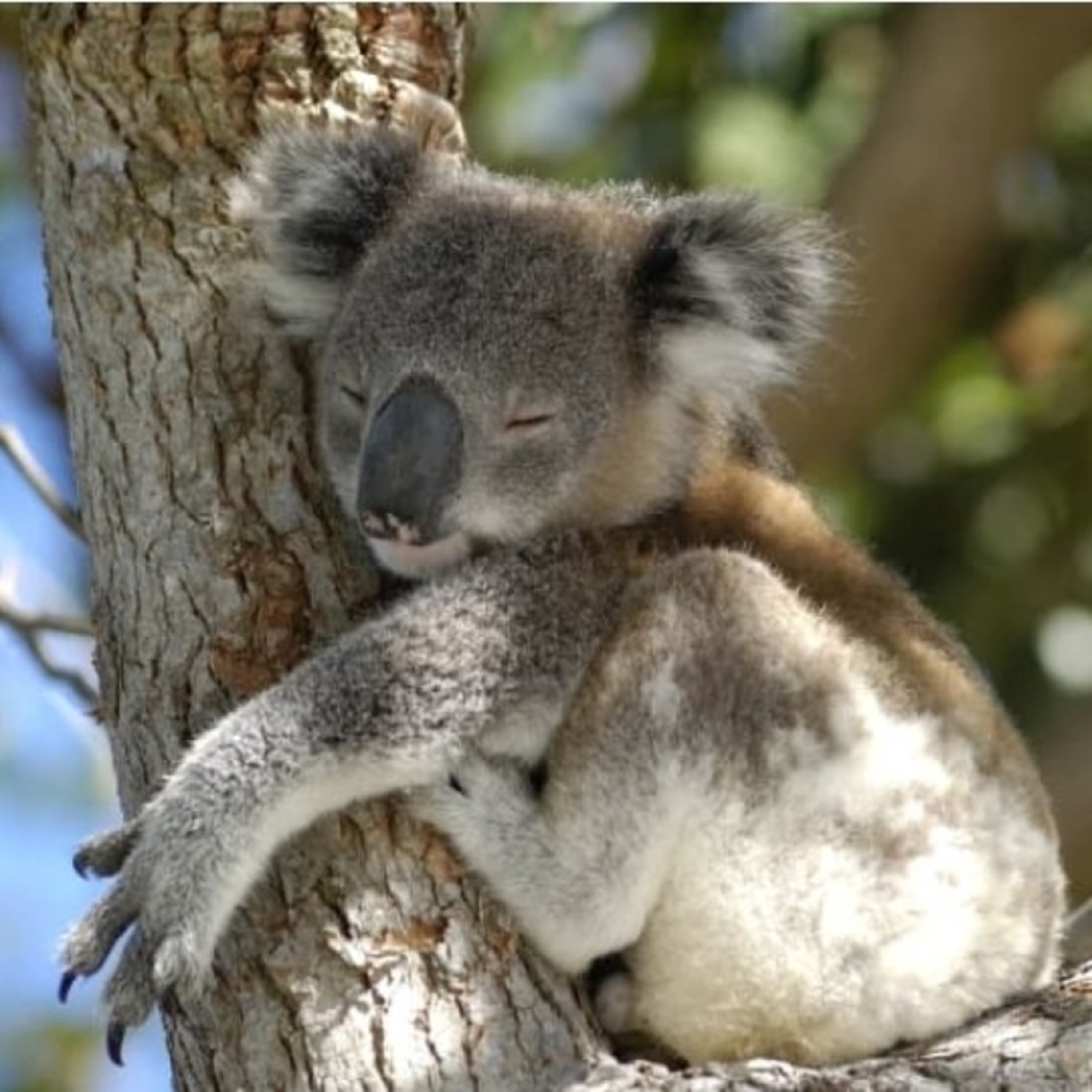 Journey with the Koala episode artwork