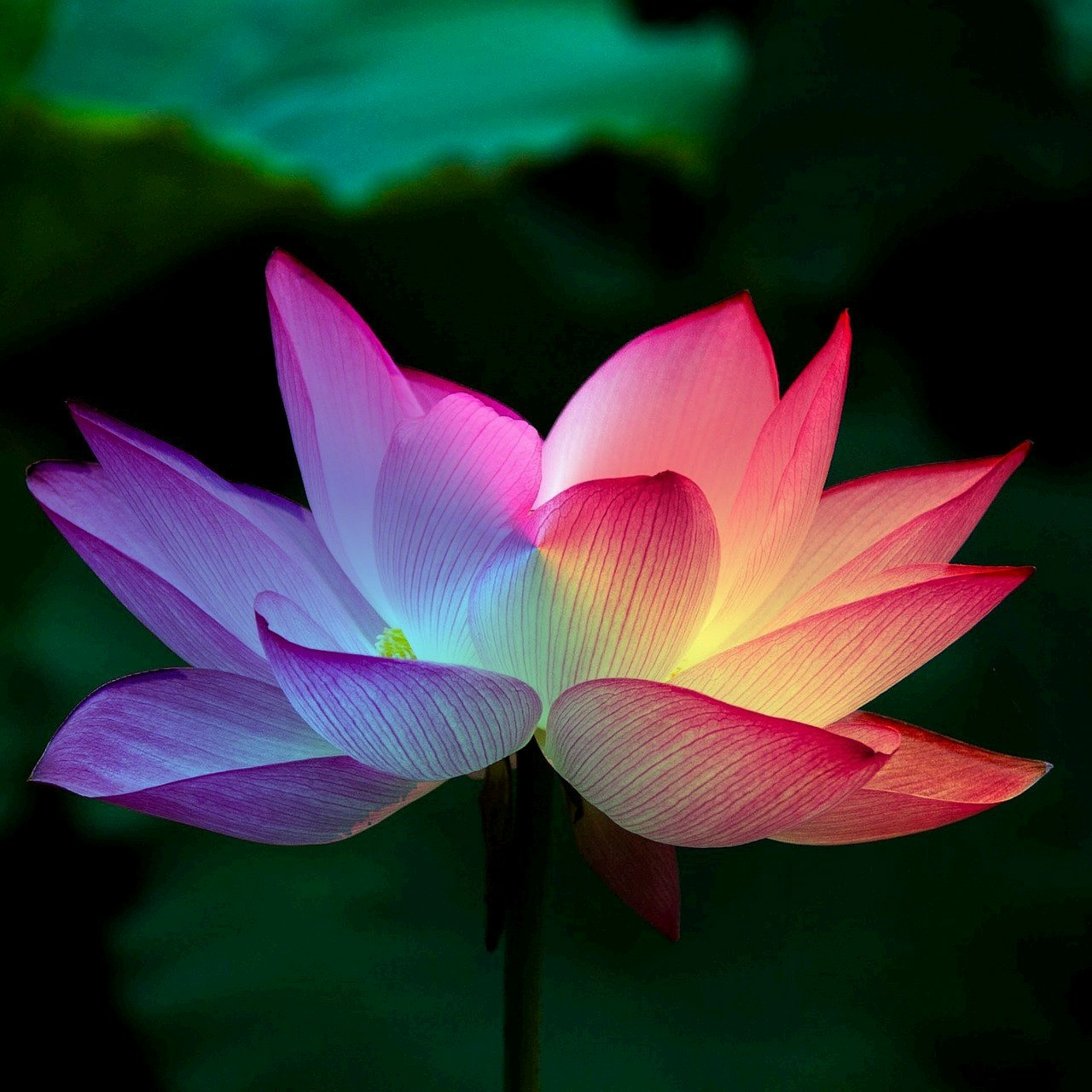 Metaphysical Mash-Up - Psychics, Readers & Tools