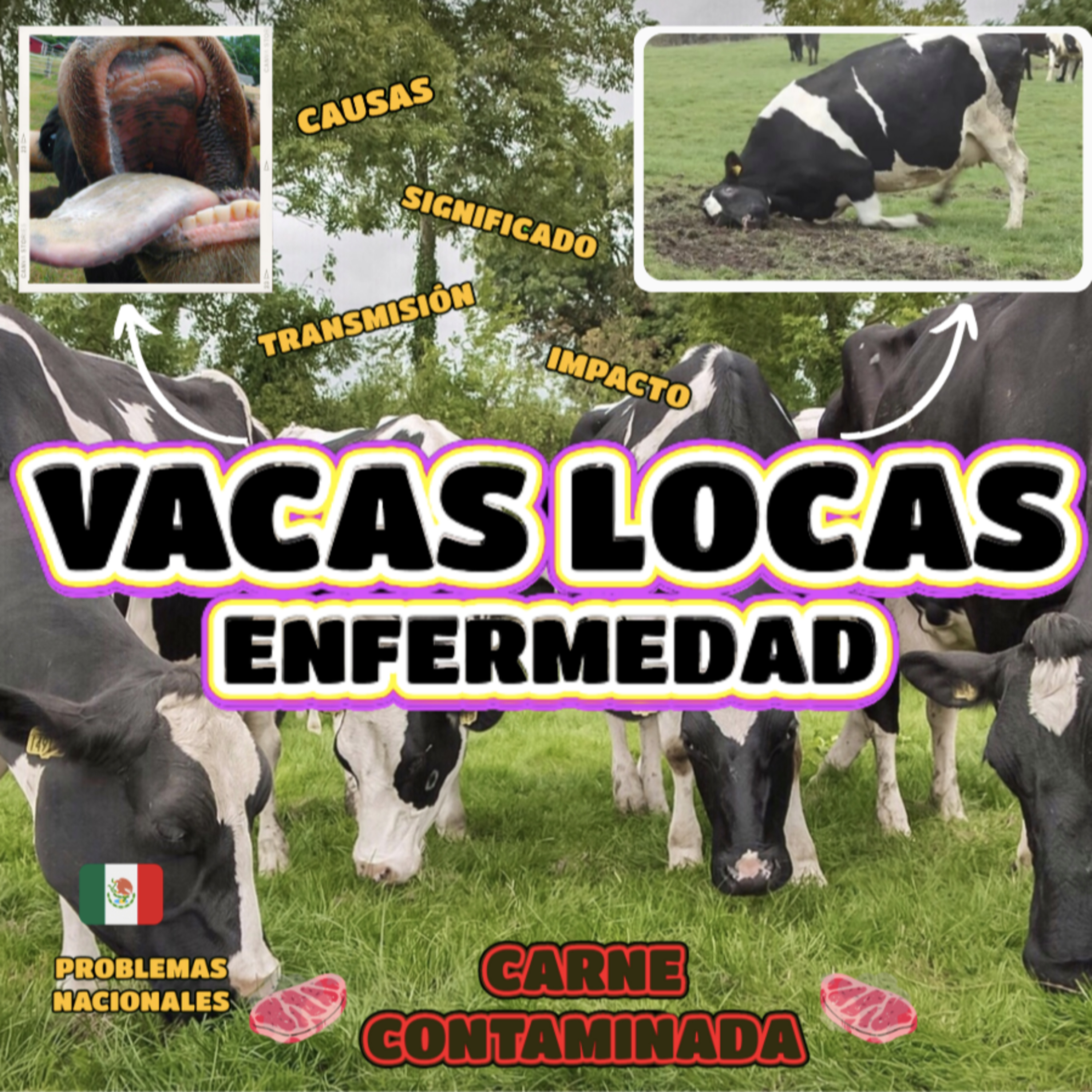 Noticias de animales | La Cucaracha en tu Oreja
