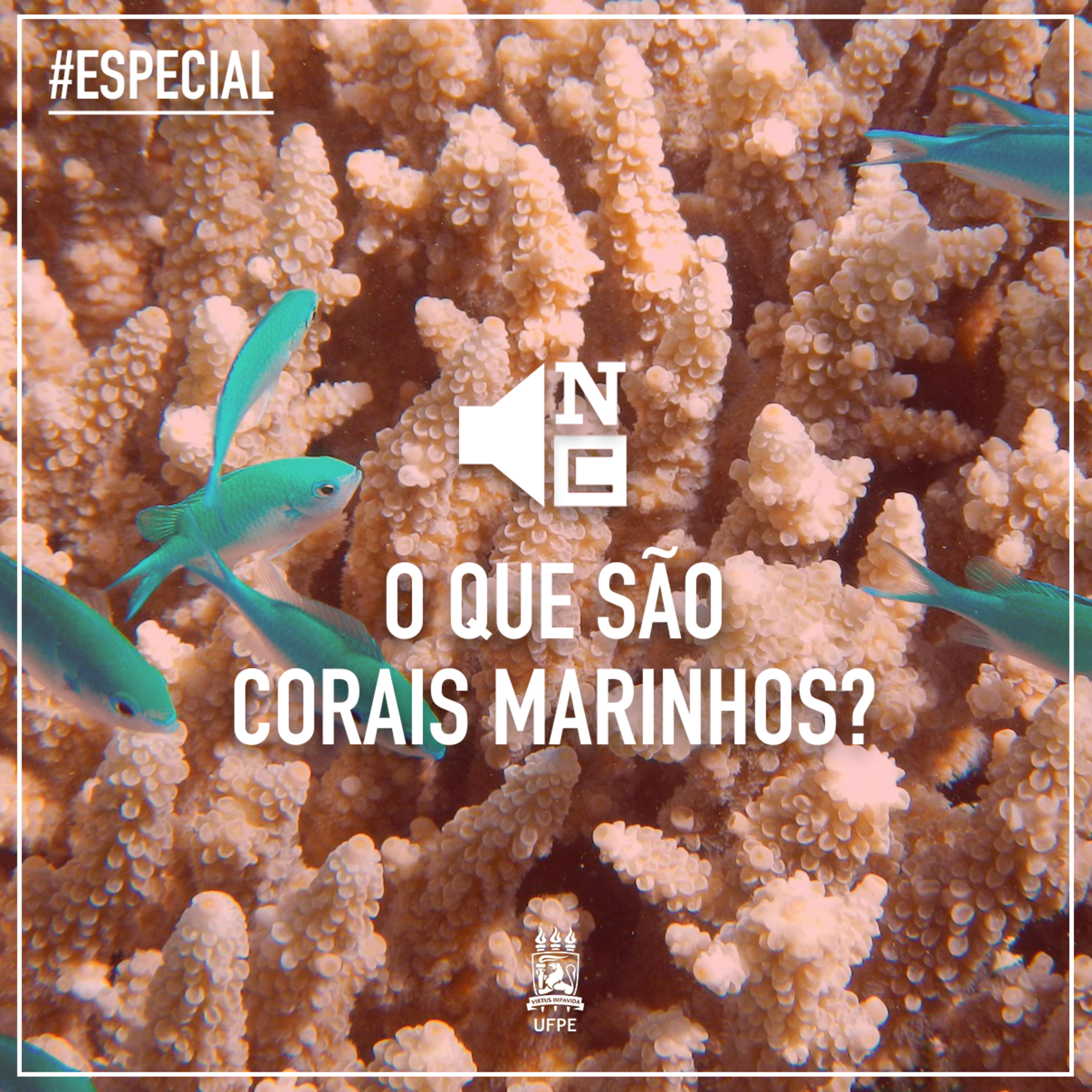 Notícias do Campus