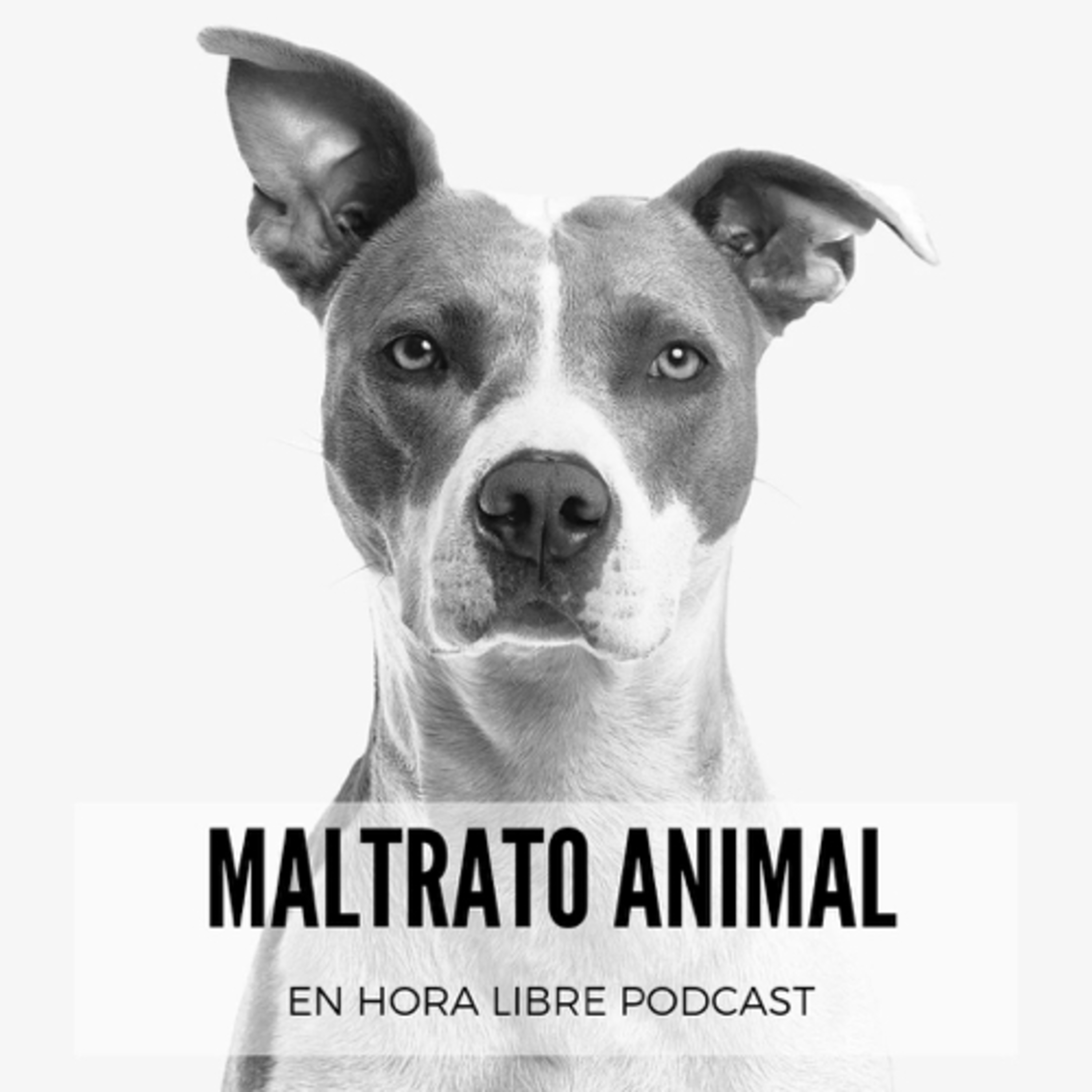 Maltrato animal 🐶 episode artwork