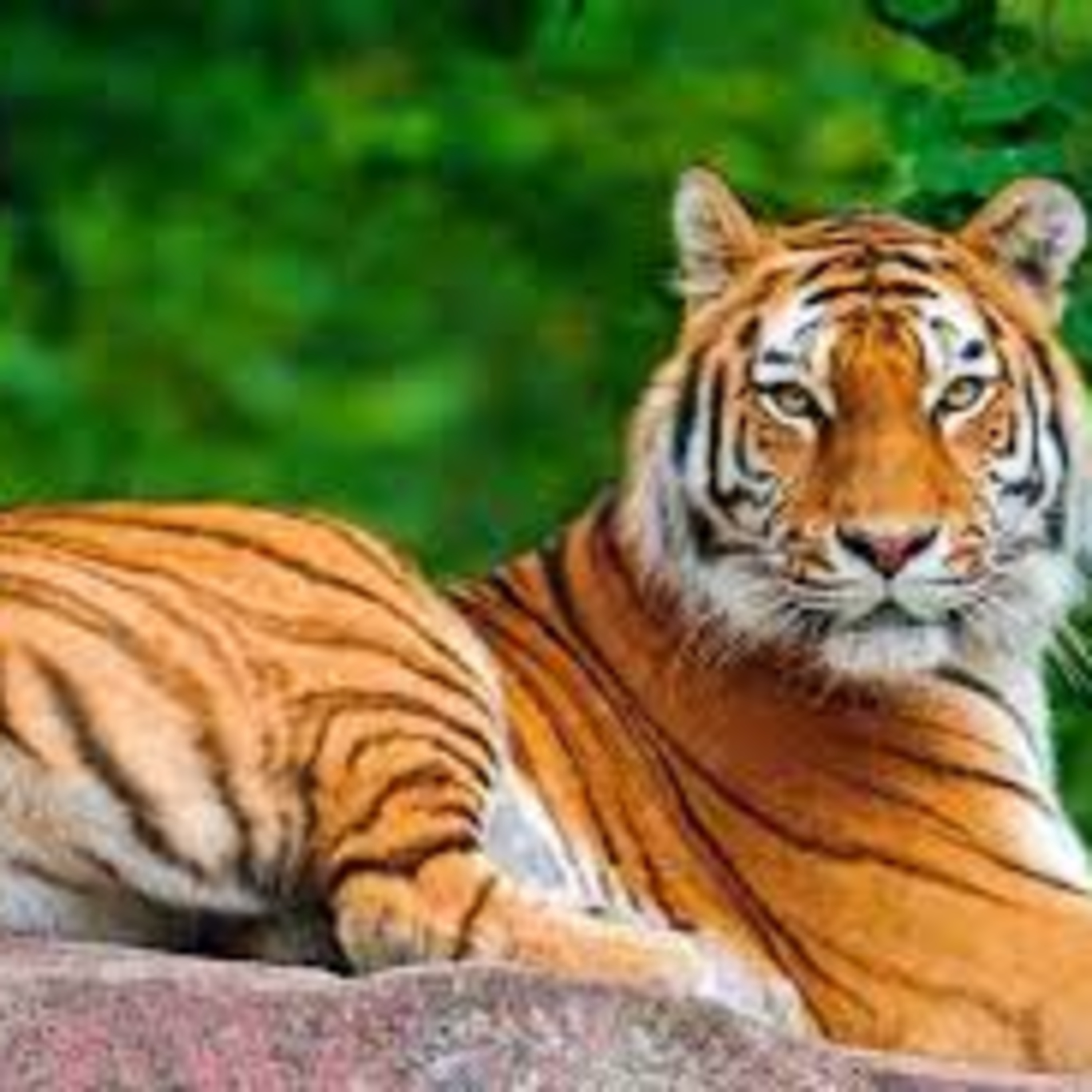 160- Animal de Poder "Tigre" episode artwork