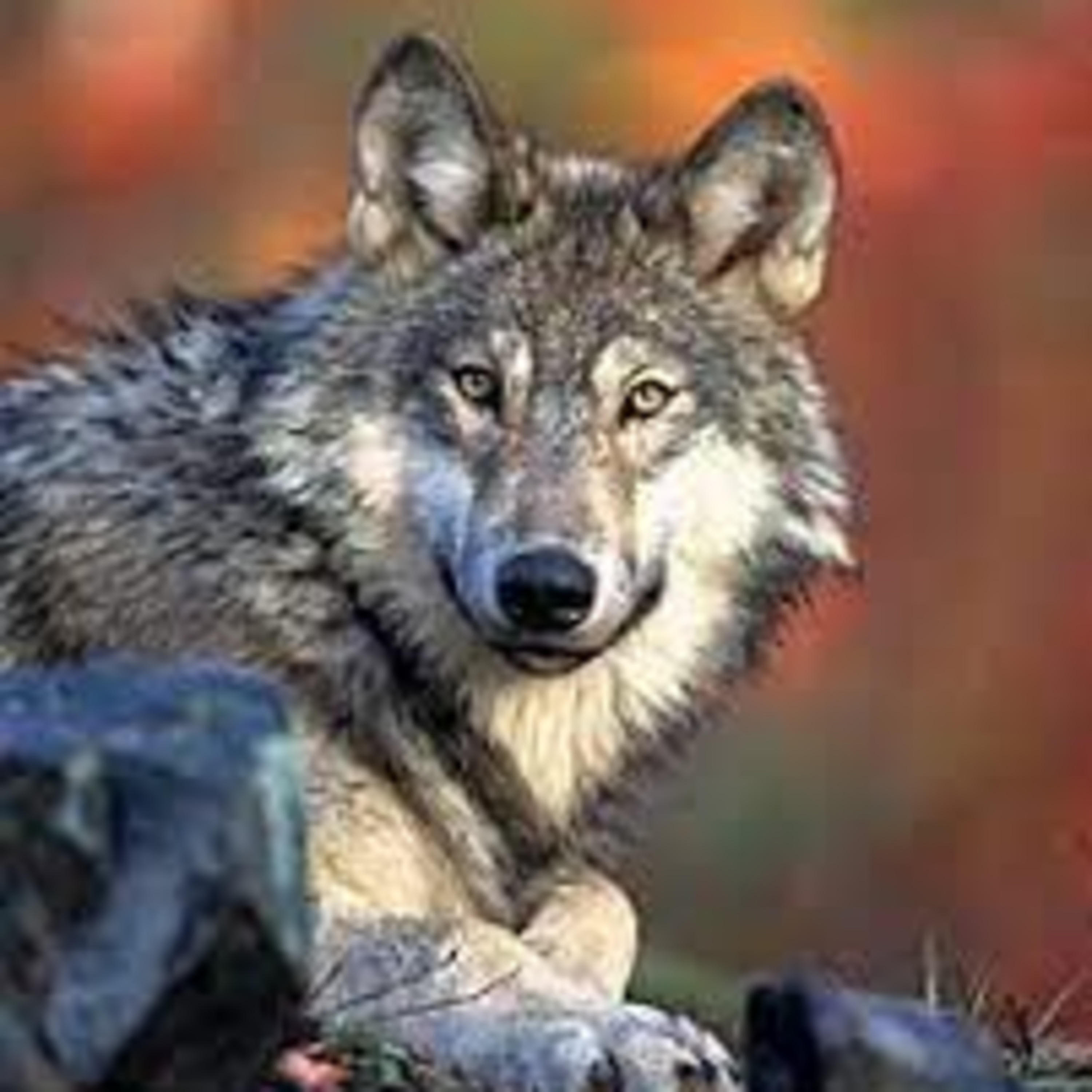 162- Animal de Poder "Lobo" episode artwork
