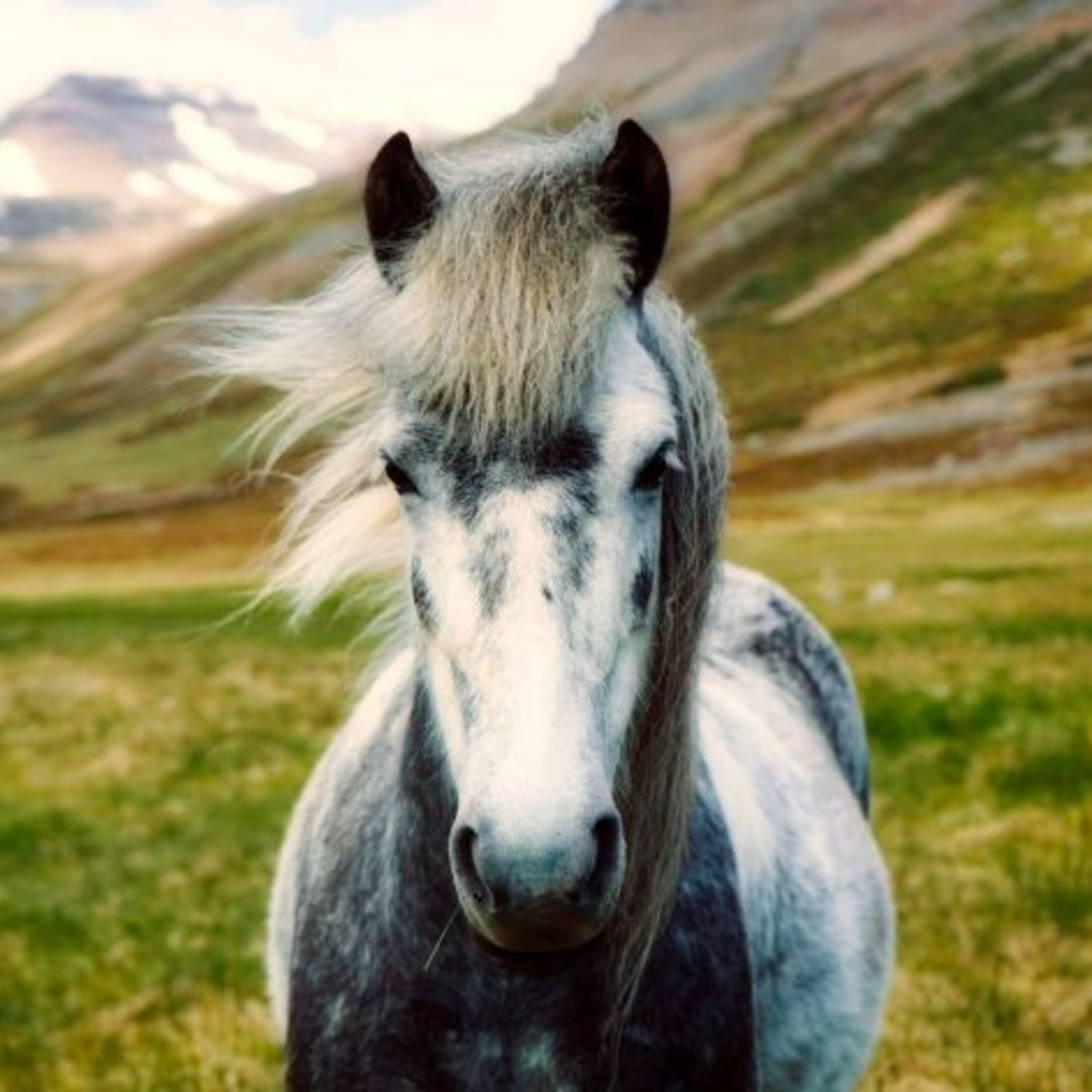 165- Animal de poder "Caballo" episode artwork