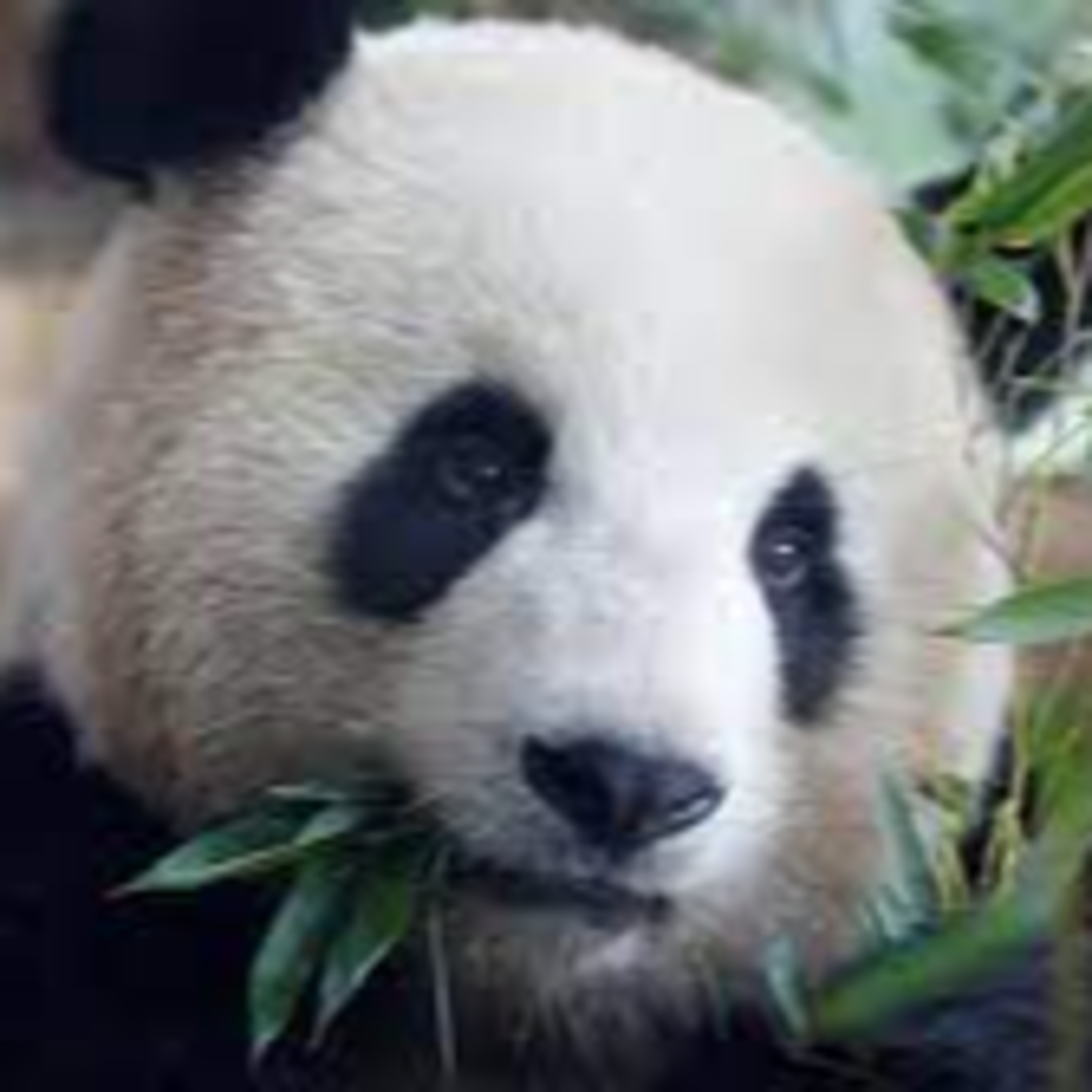 167- Animal de poder "Oso Panda" episode artwork