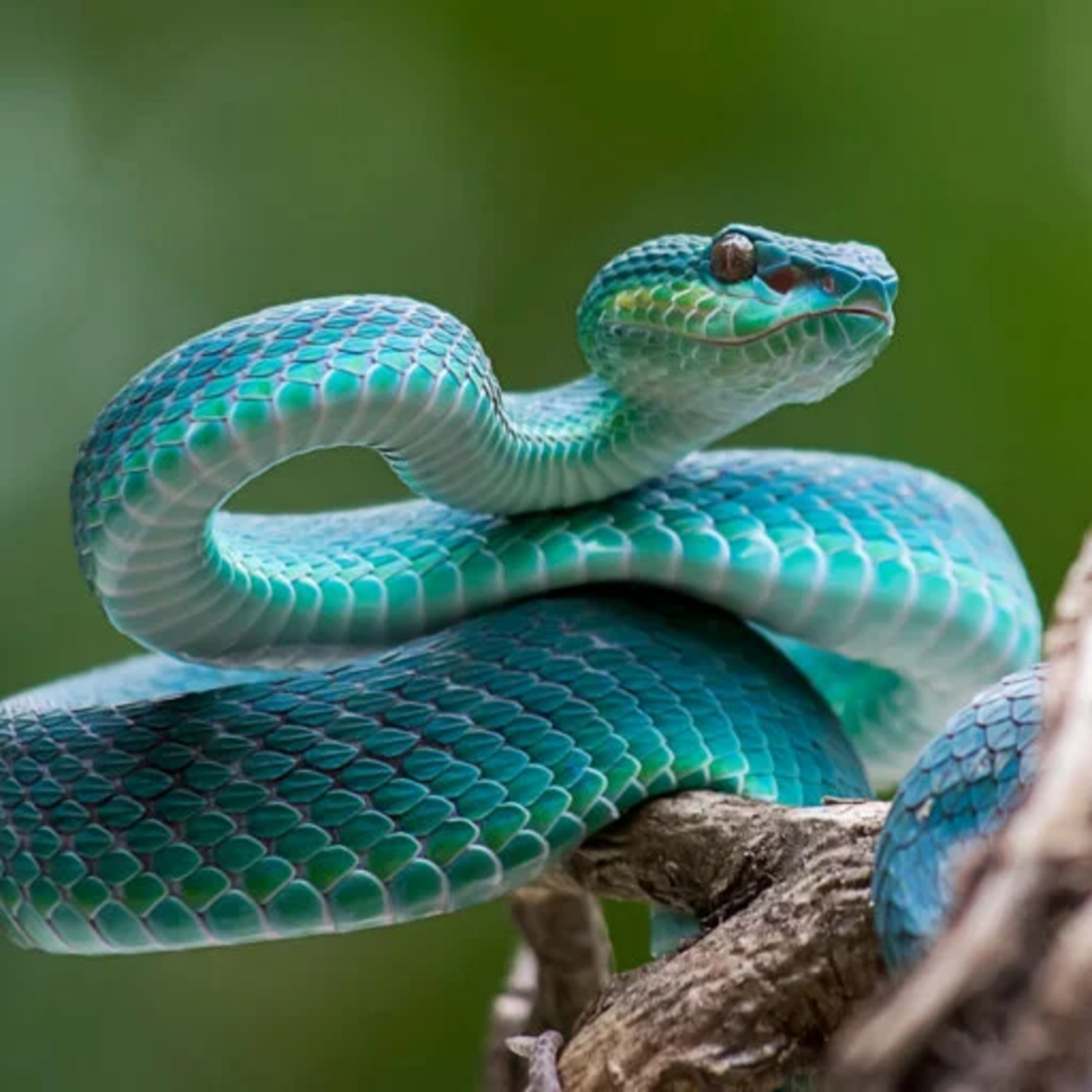 185- Animal de poder "Serpiente" episode artwork