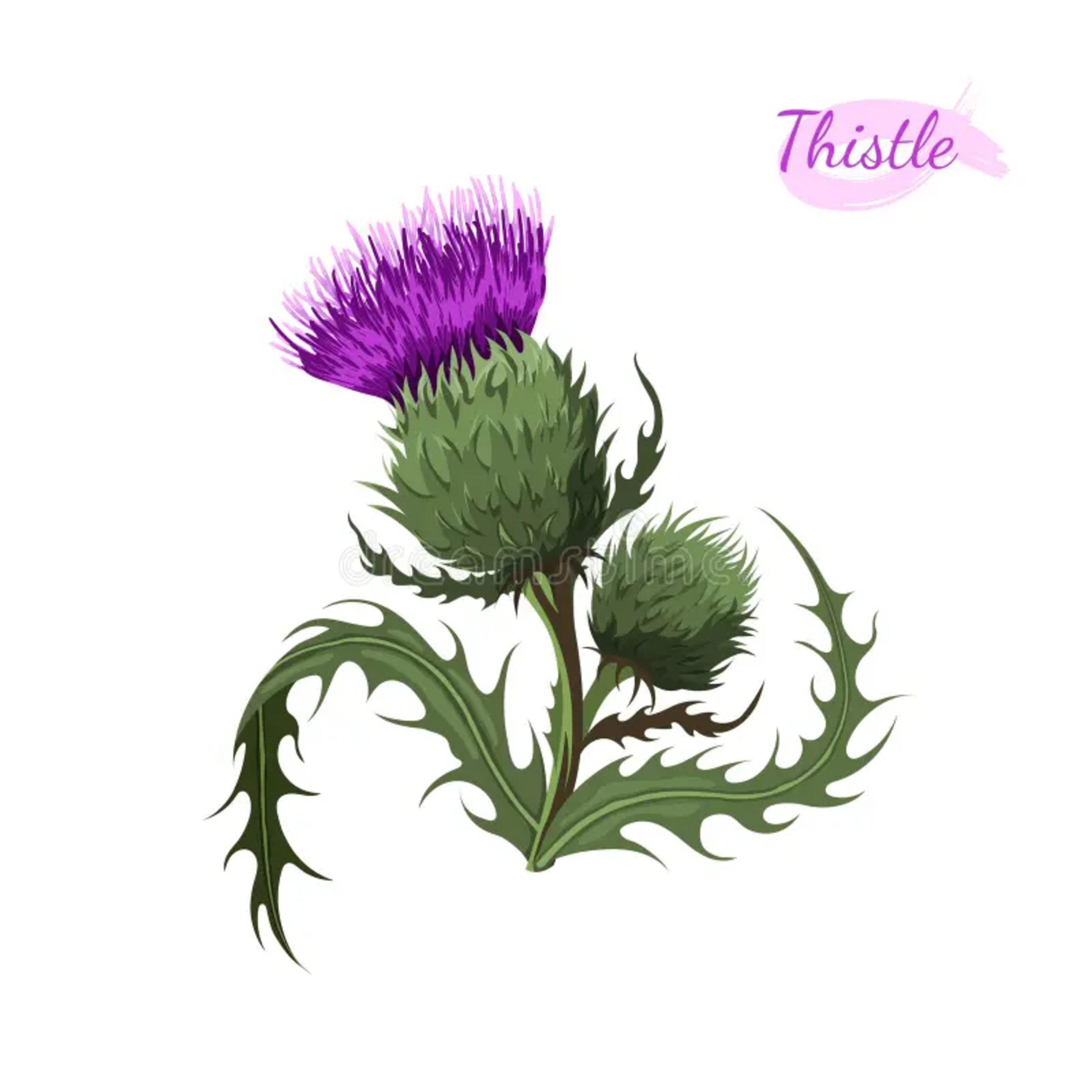 WHATS GROWING IN YOUR GARDEN
