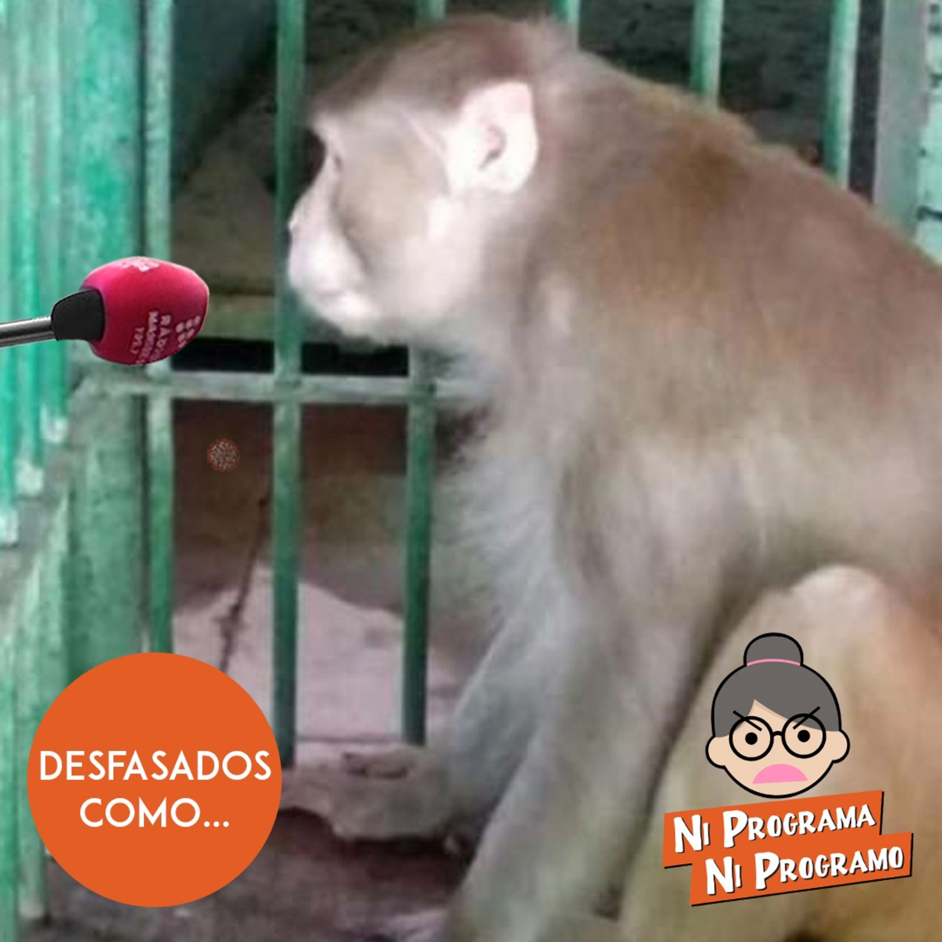 Ni programa ni programo