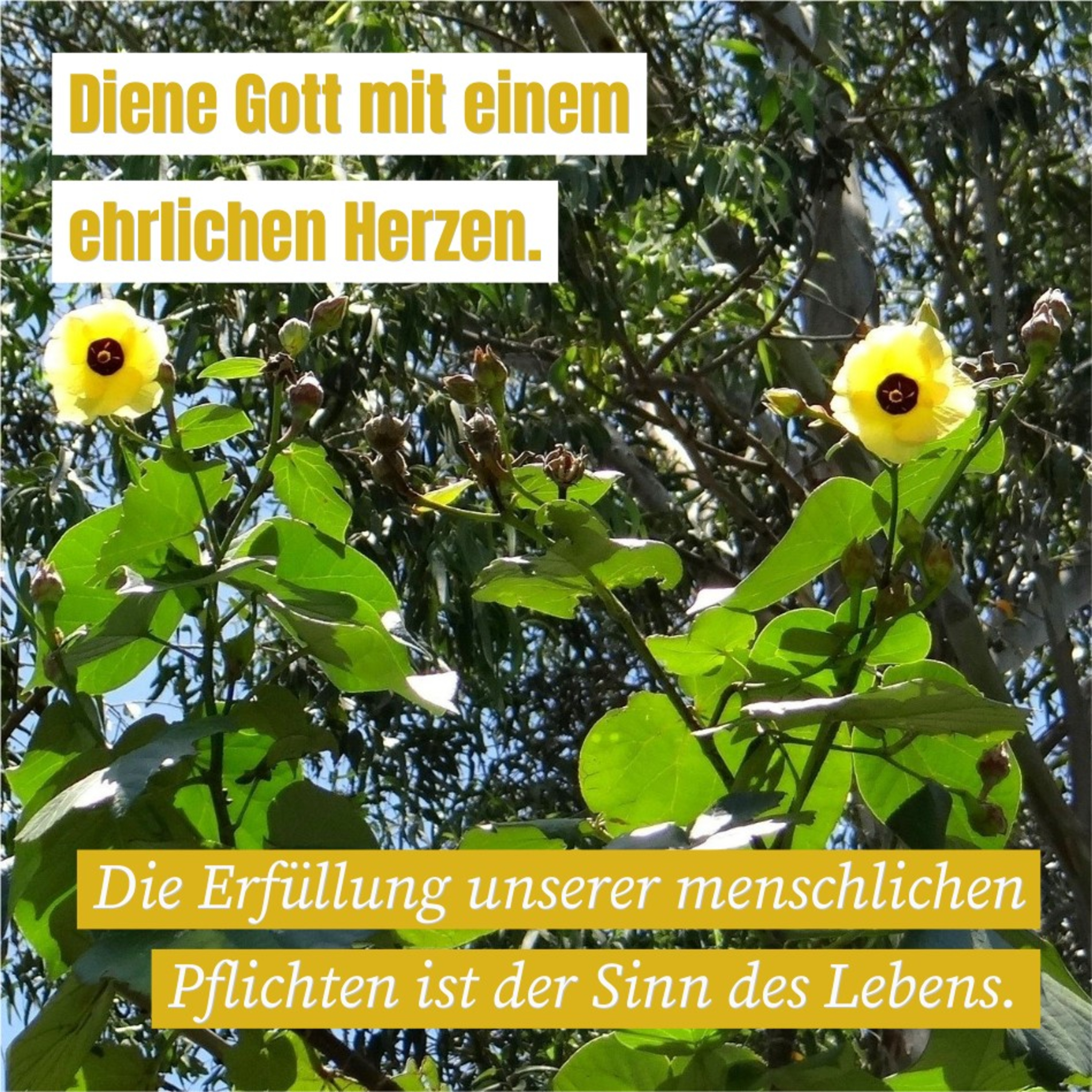 Joh. W. Matutis - Mich regiert die Gnade episode artwork