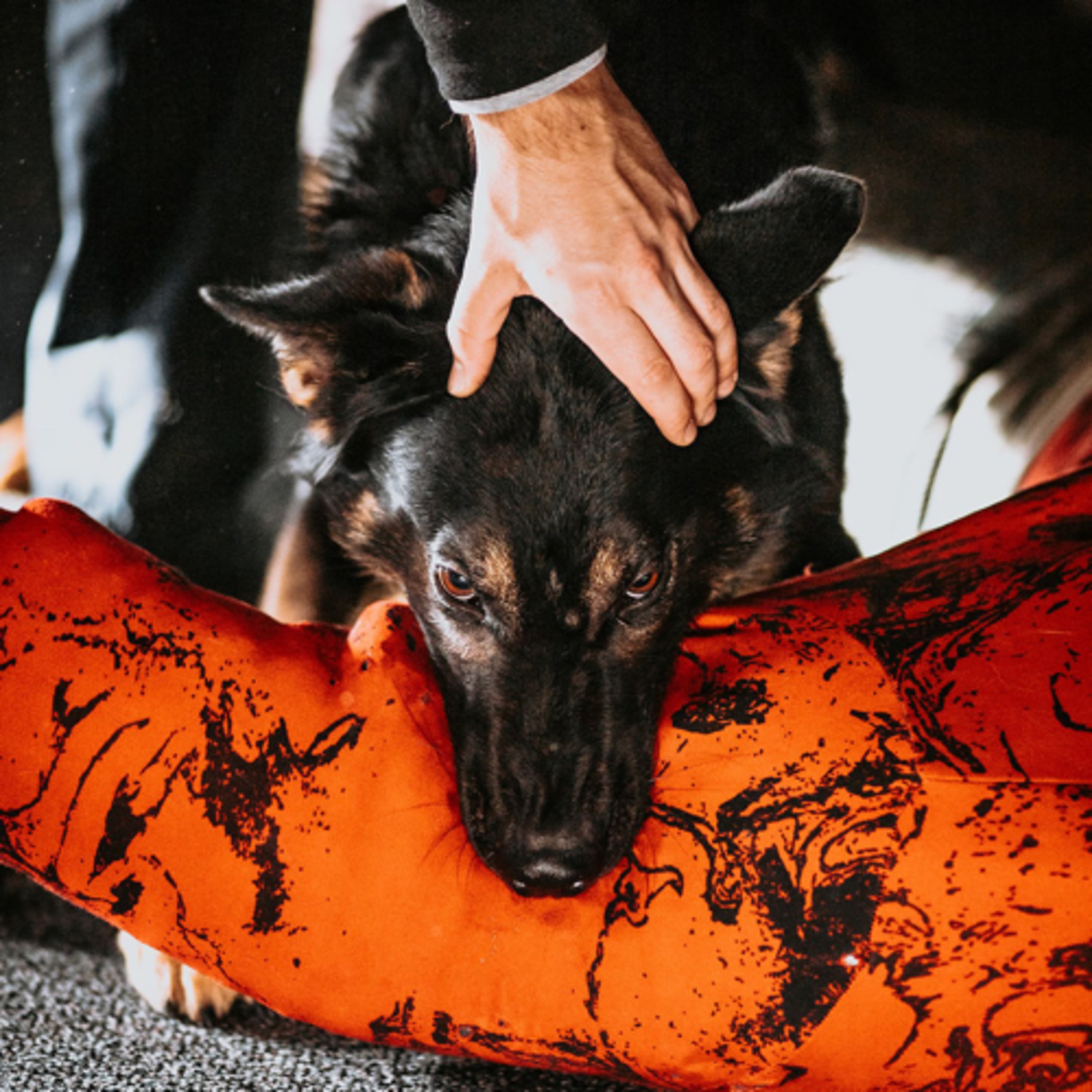 Spectrum Canine Radio #1 -Selection