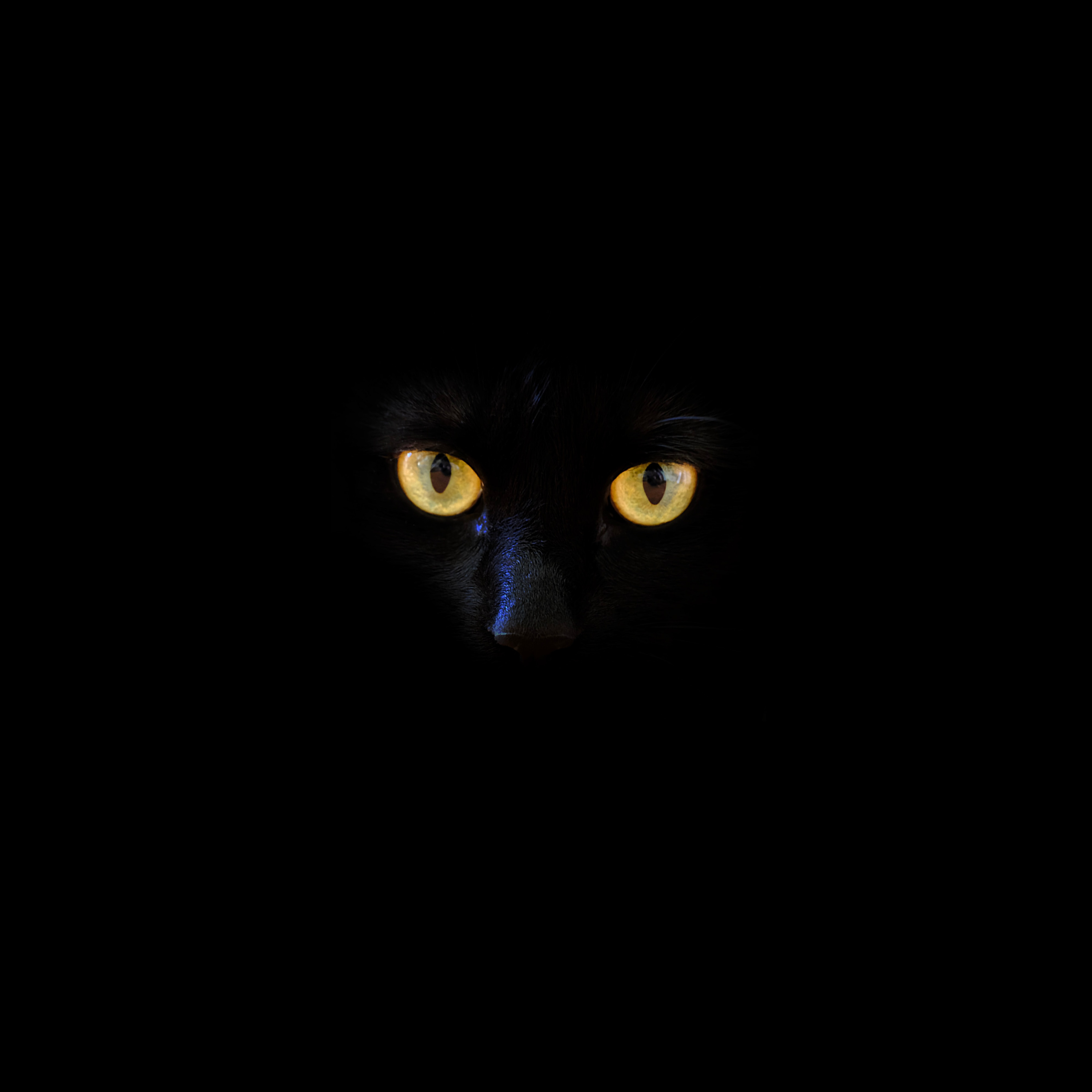 Real Ghost Chatter podcast cover