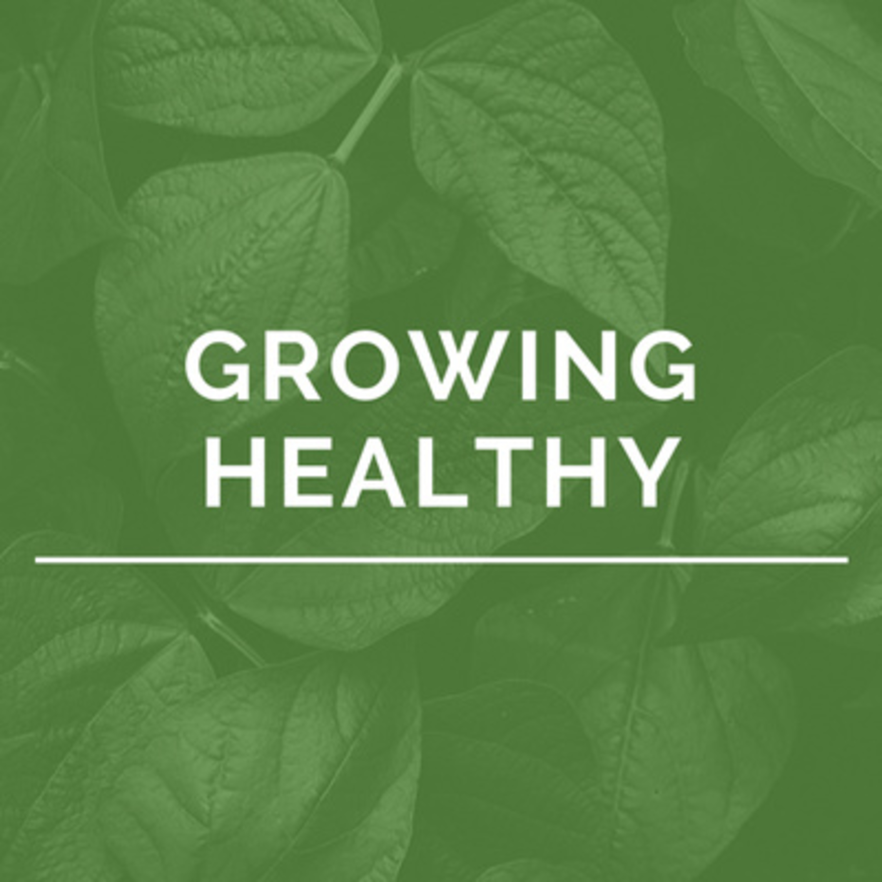 Growing Healthy Part 3 - Healthy Journey episode artwork