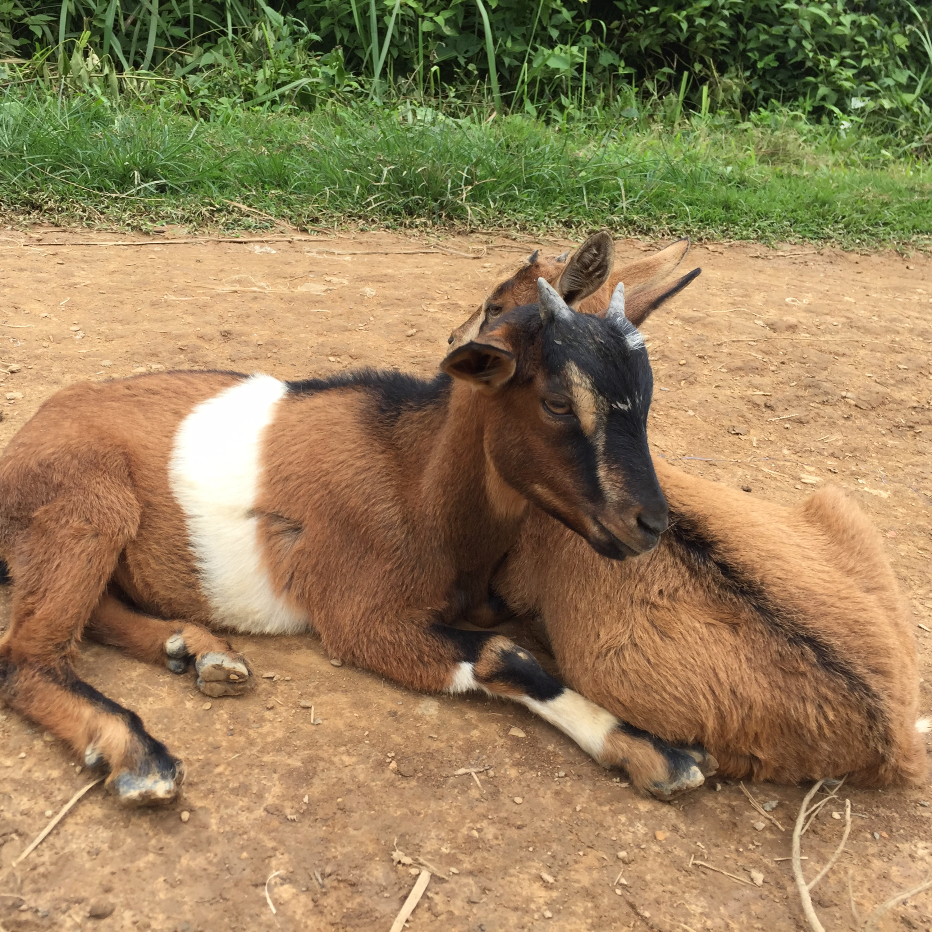 8 點解要閉目做瑜珈 3個修習瑜珈的小秘訣 Puruna Yoga 閉目瑜珈 Podcast Podtail