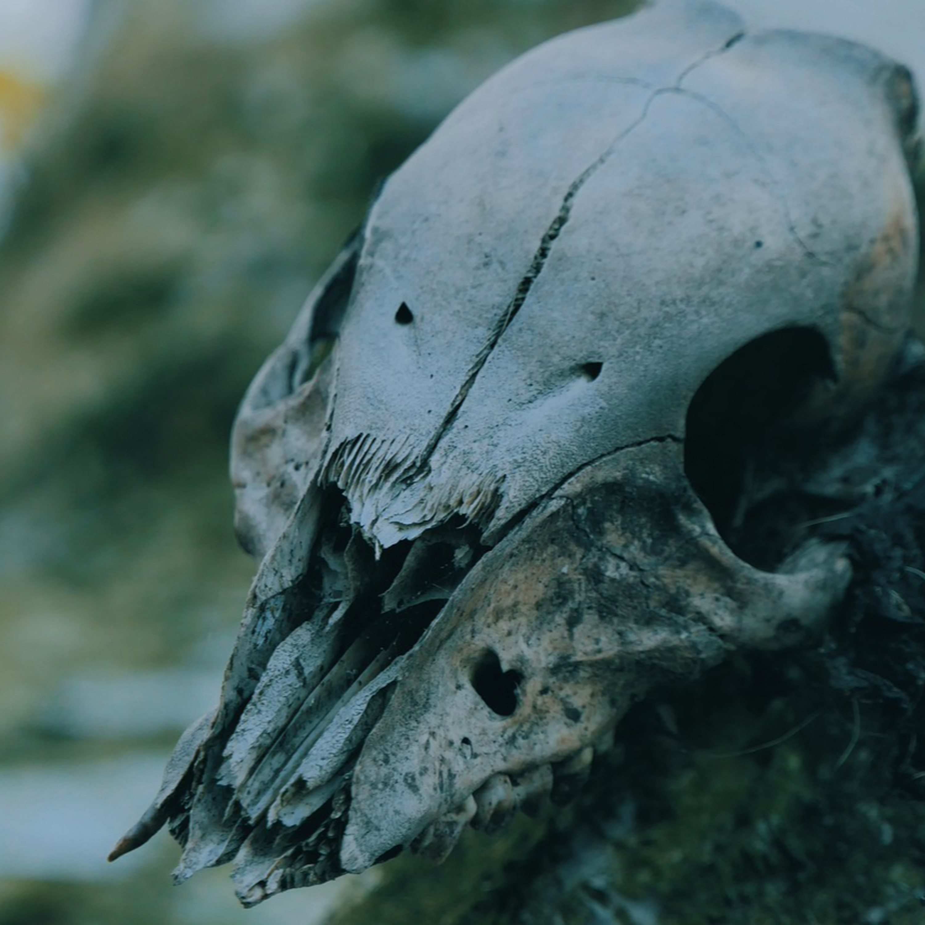 Bone Patrol Podcast