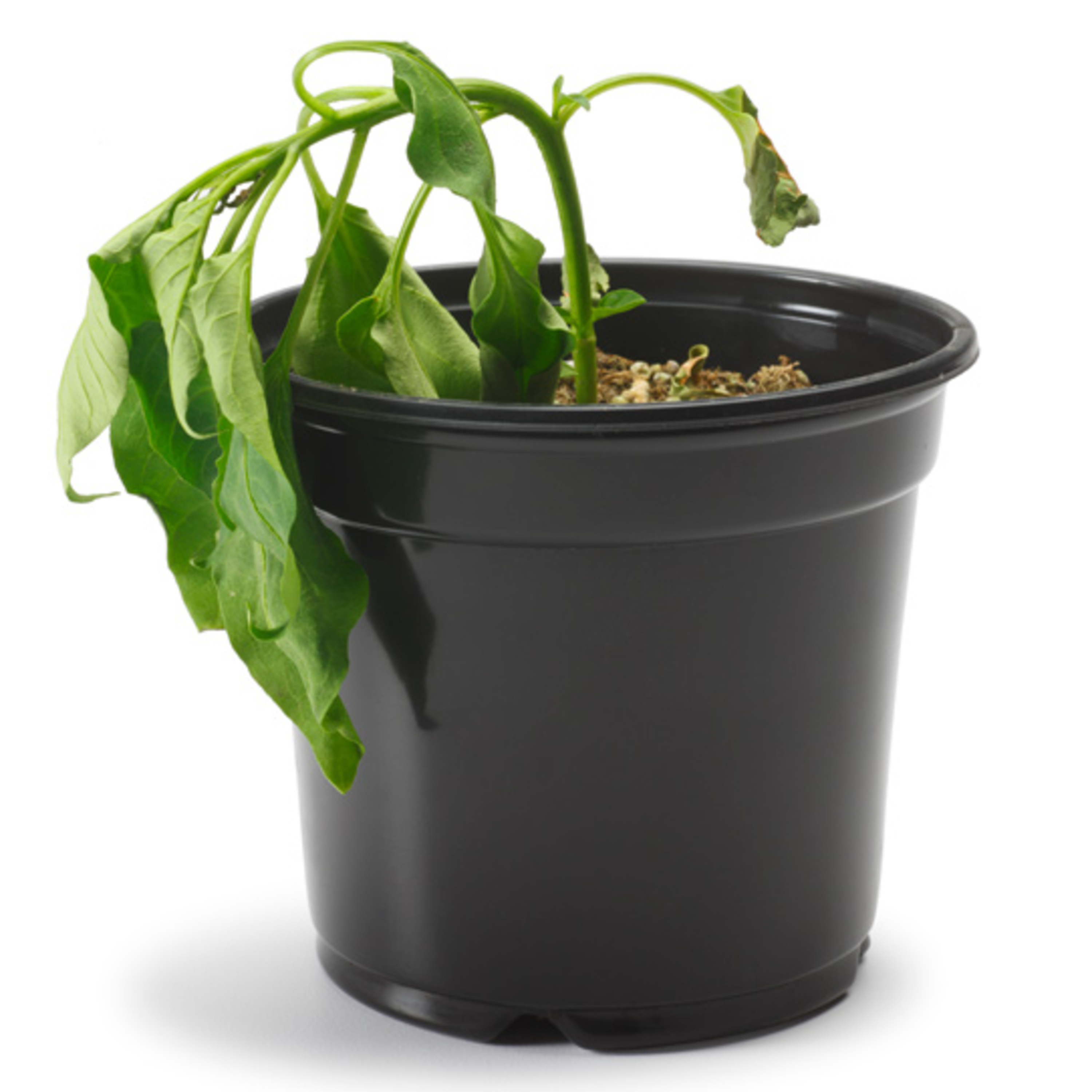 Tetirah-Purnawan Kristanto