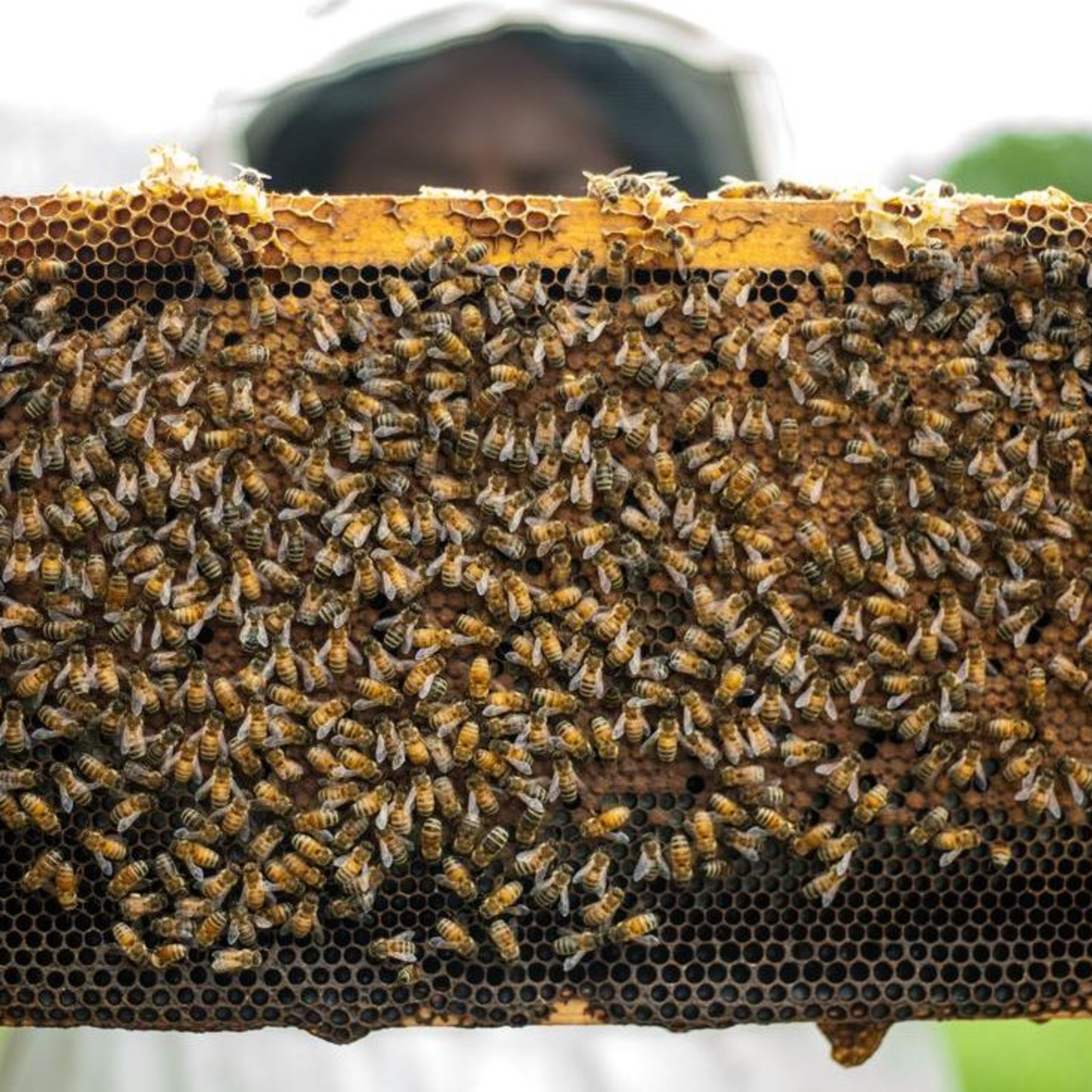Intro to Beekeeping