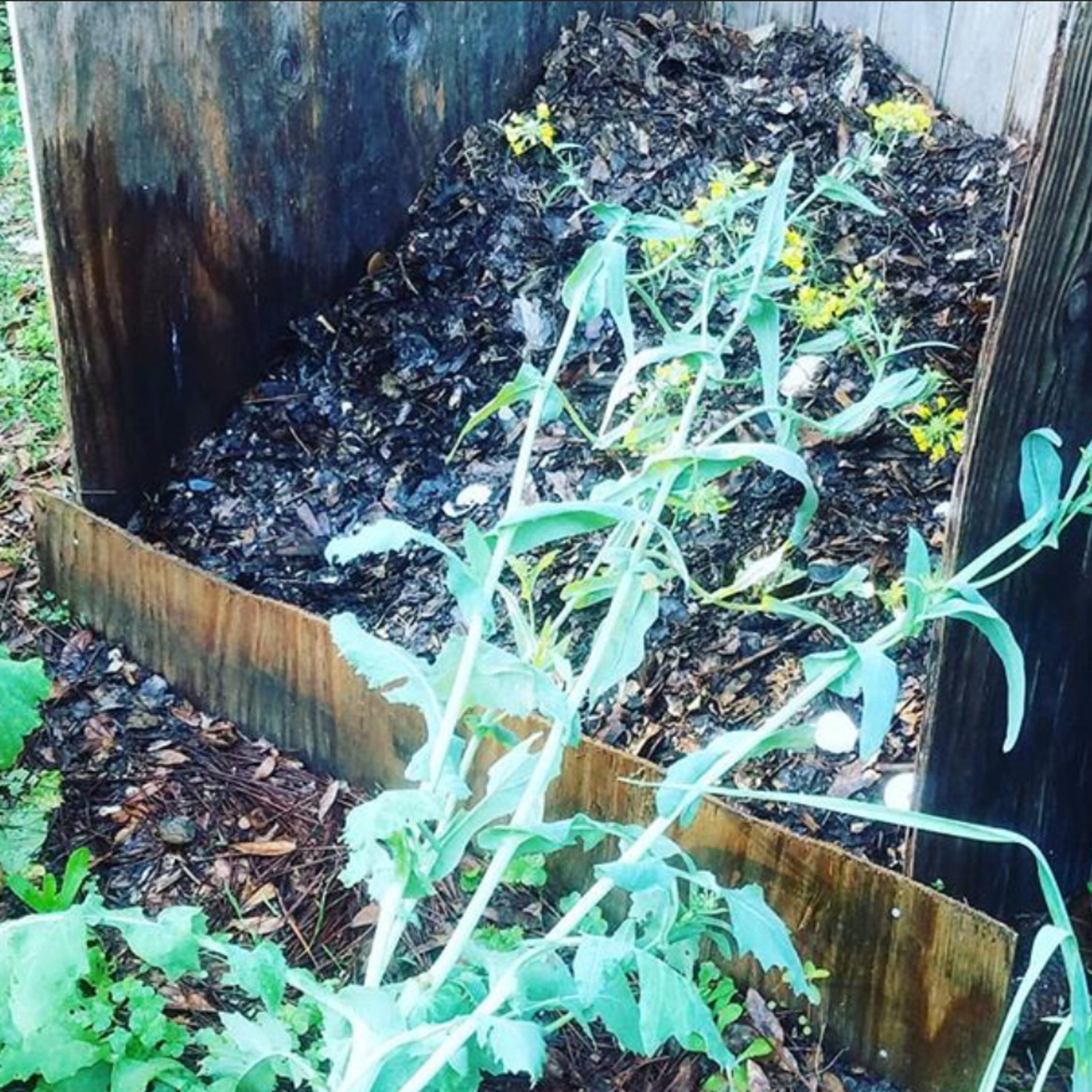 What not to add to your compost