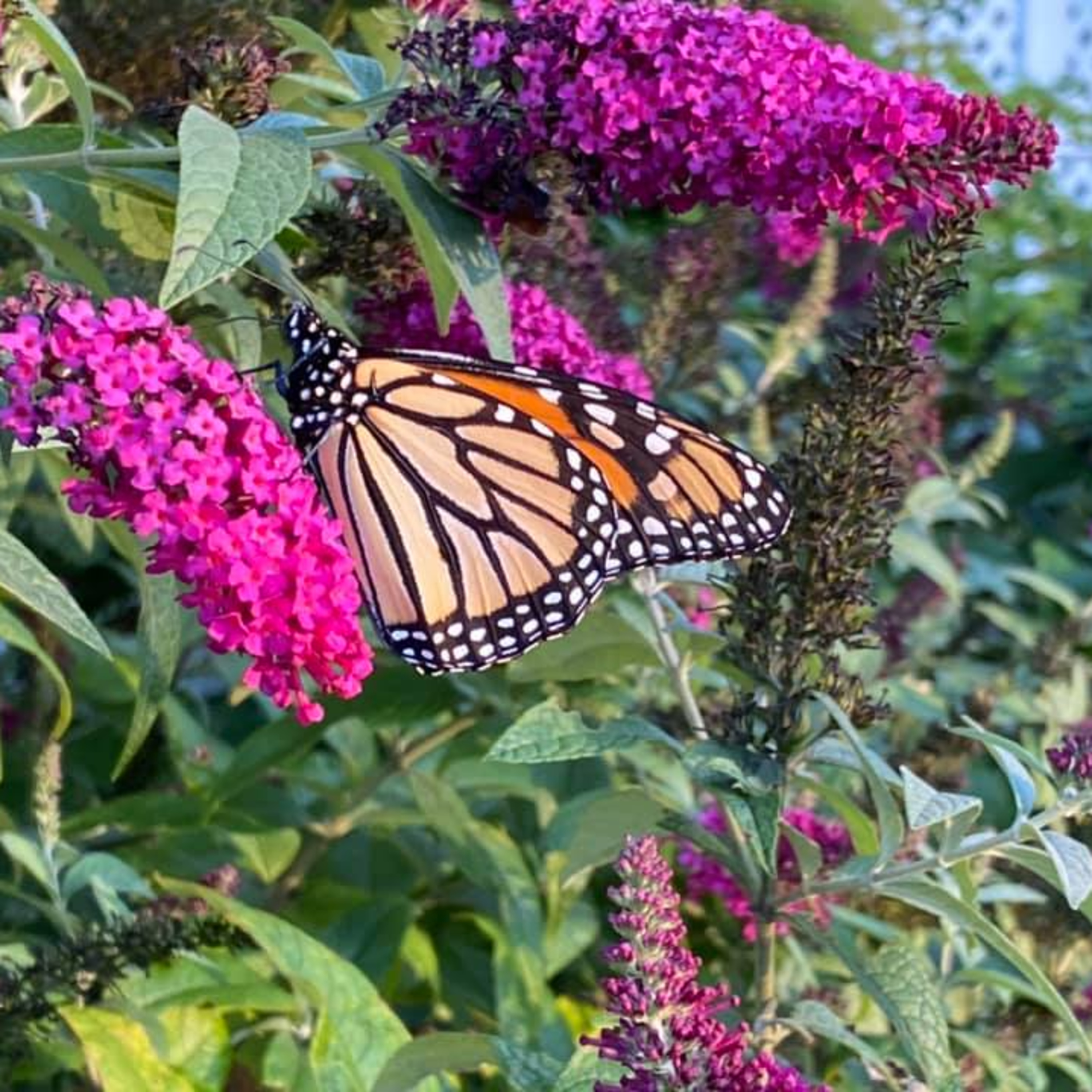 Making a Difference with Pizzazz