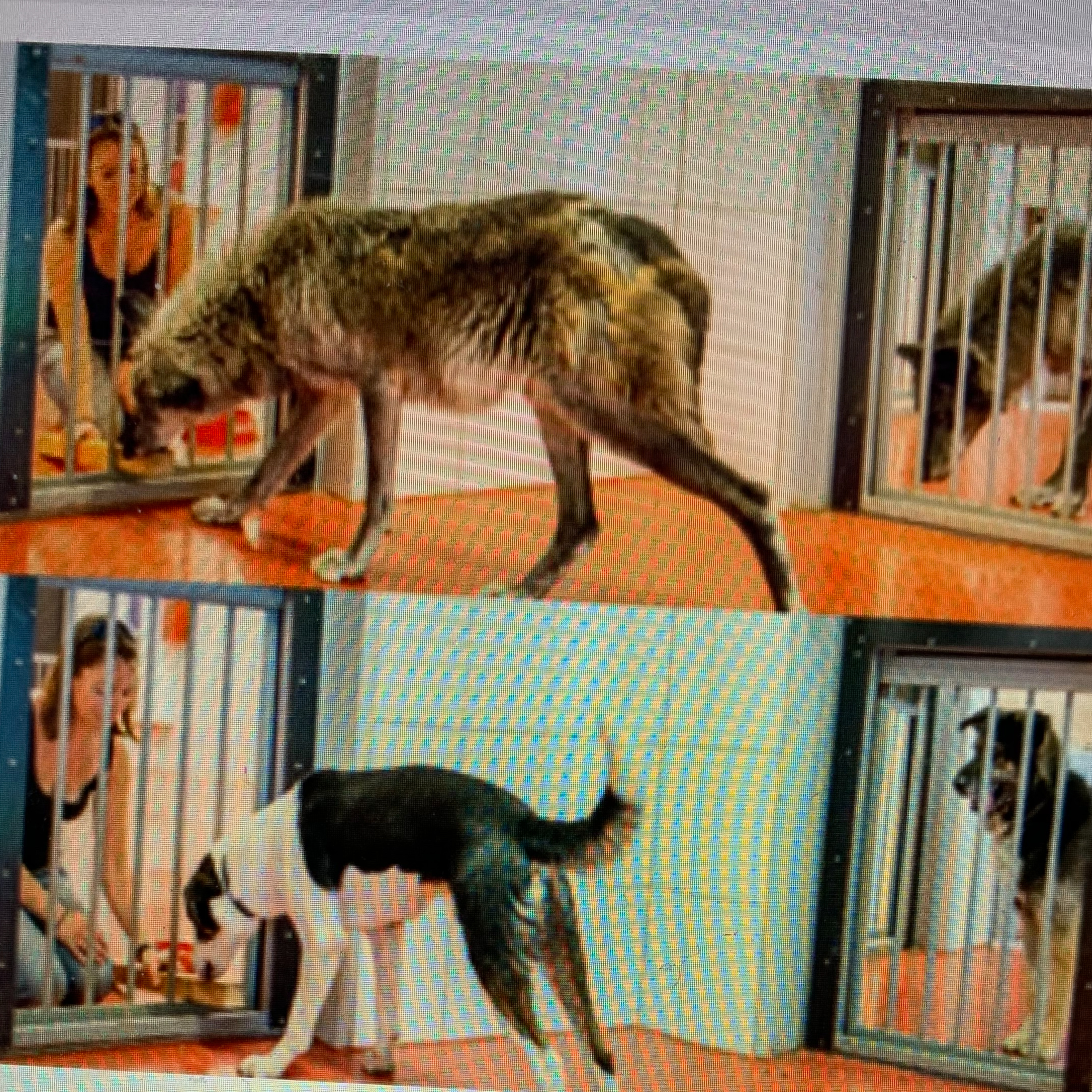 Trainingsspezialistin MEETS Hundephilosophin