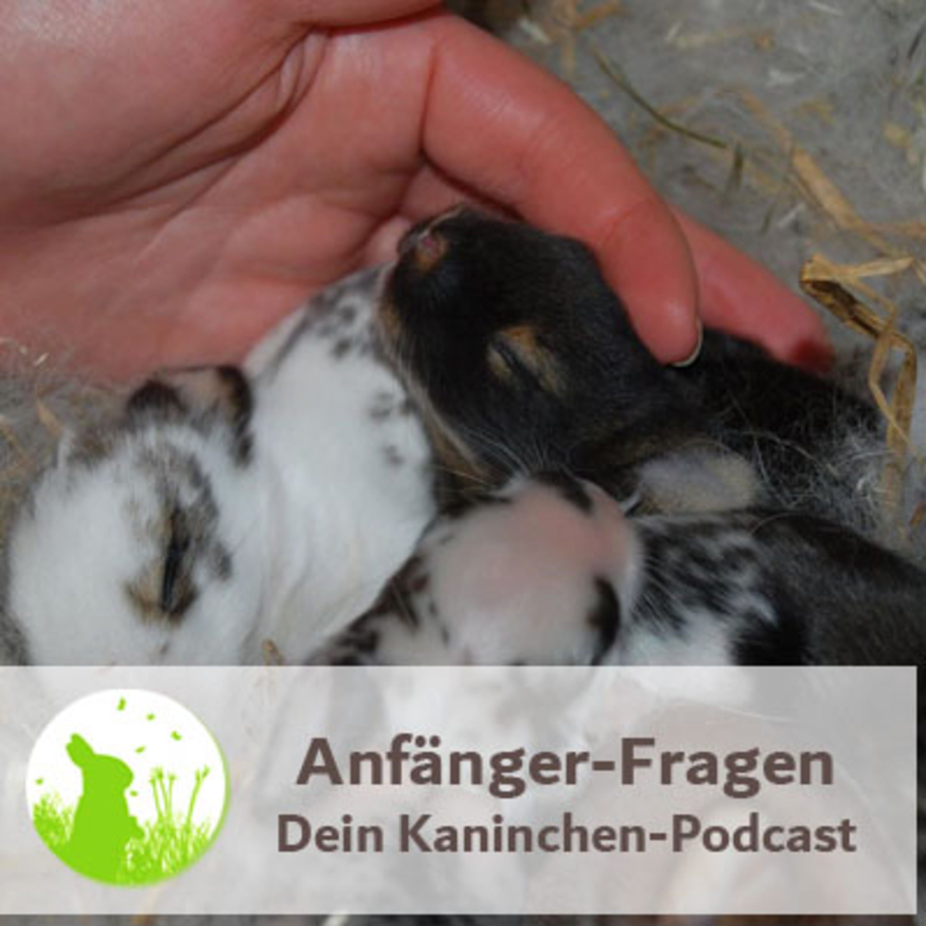 Kaninchenwiese.de Dein Kaninchen-Podcast