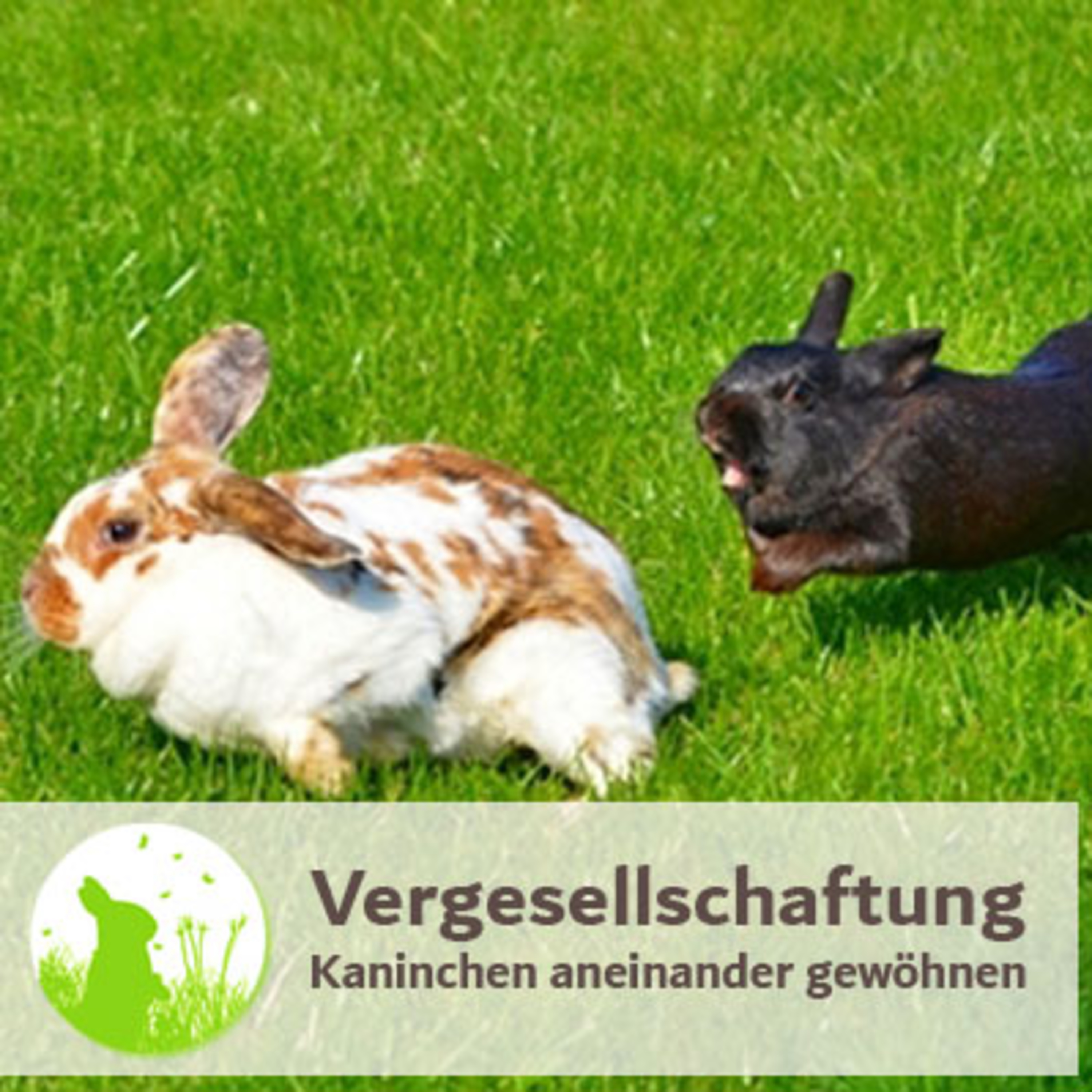 Kaninchenwiese.de Dein Kaninchen-Podcast