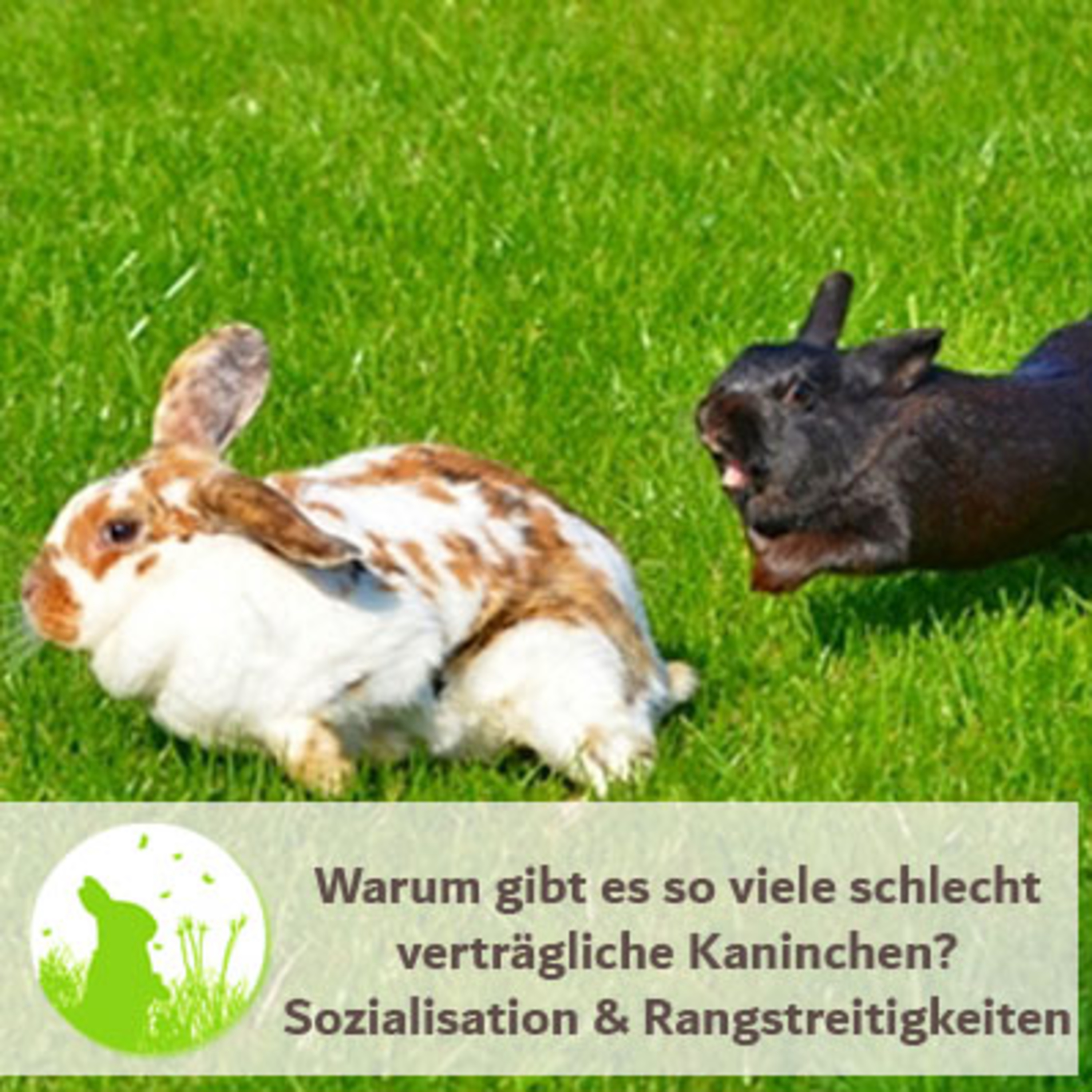 Kaninchenwiese.de Dein Kaninchen-Podcast