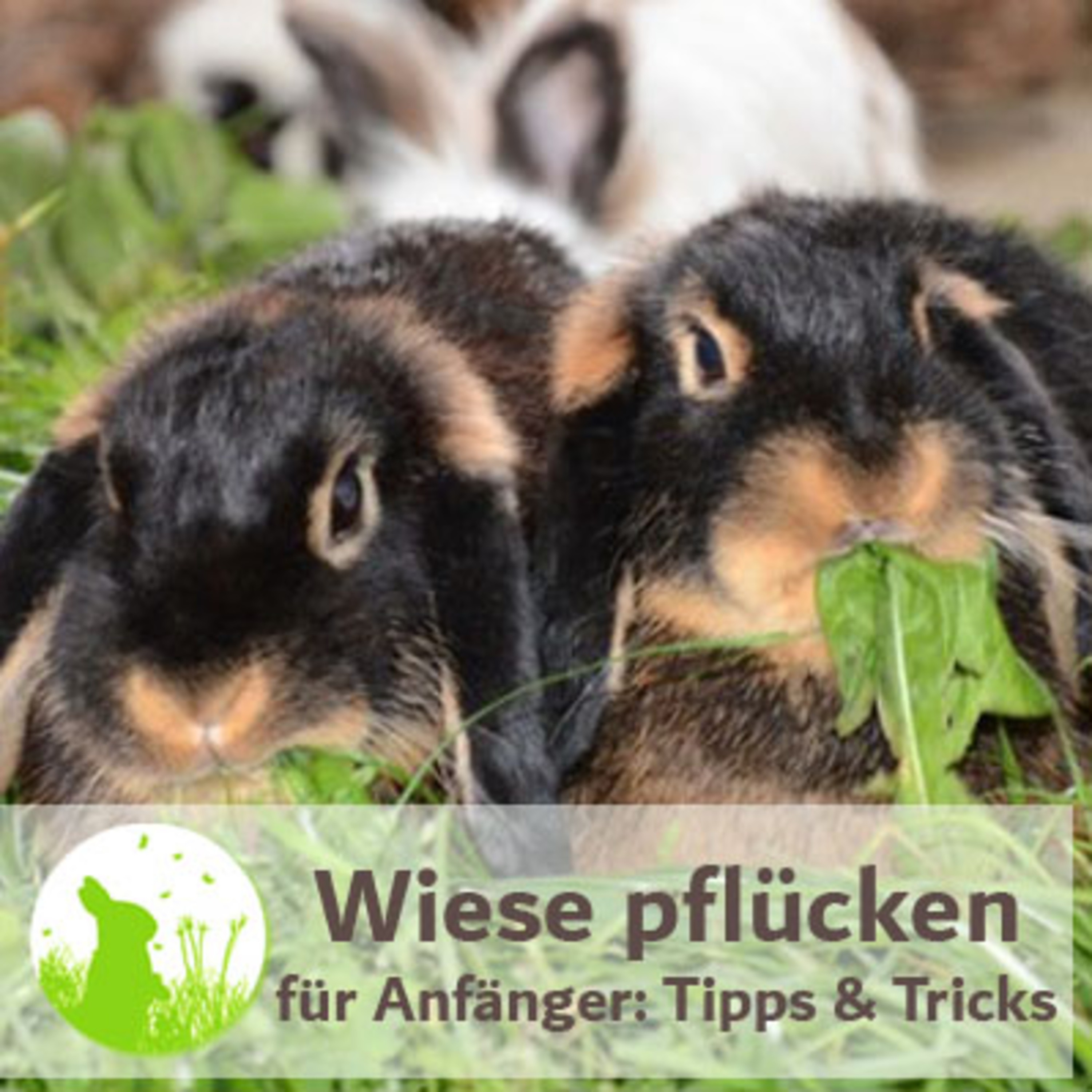 Kaninchenwiese.de Dein Kaninchen-Podcast