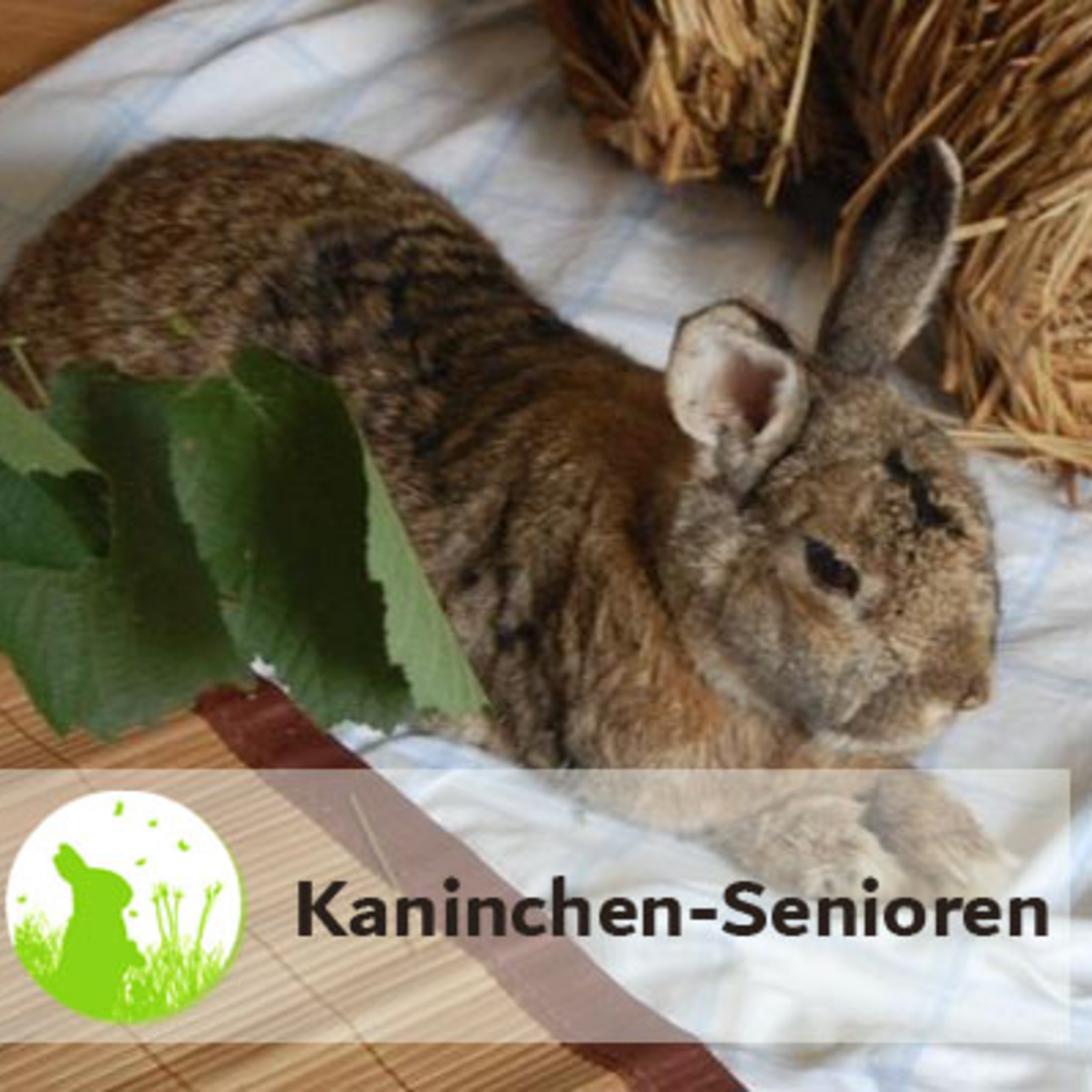 Kaninchenwiese.de Dein Kaninchen-Podcast