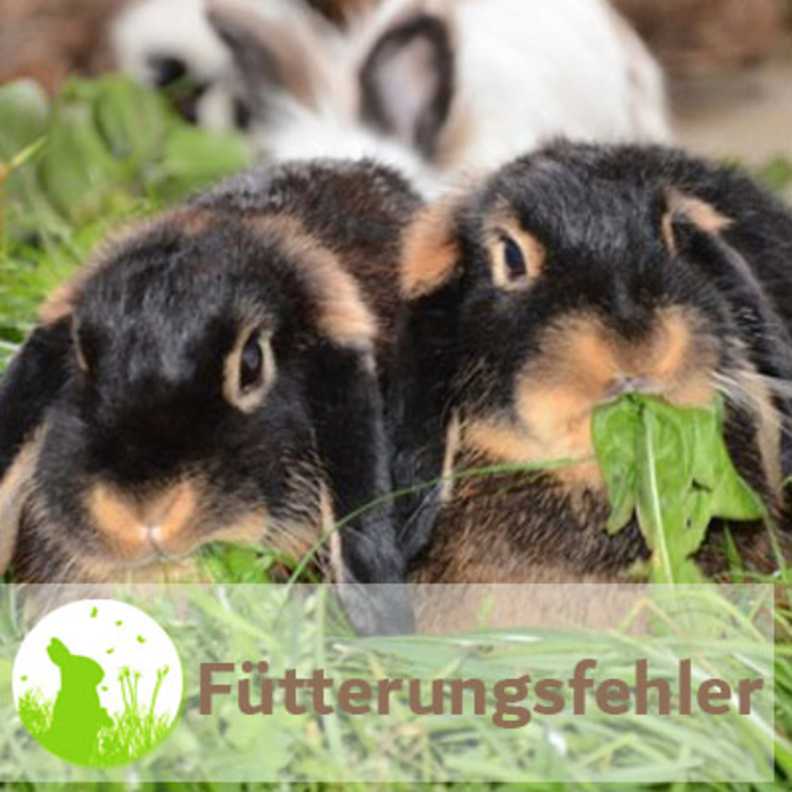 Kaninchenwiese.de Dein Kaninchen-Podcast