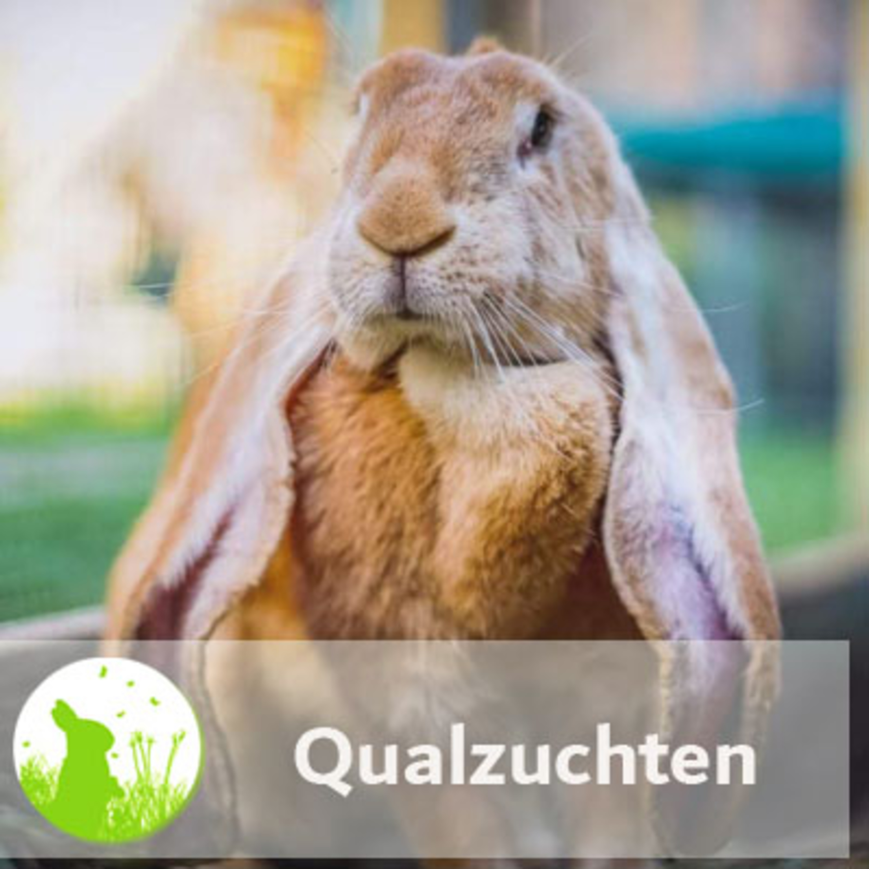 Kaninchenwiese.de Dein Kaninchen-Podcast