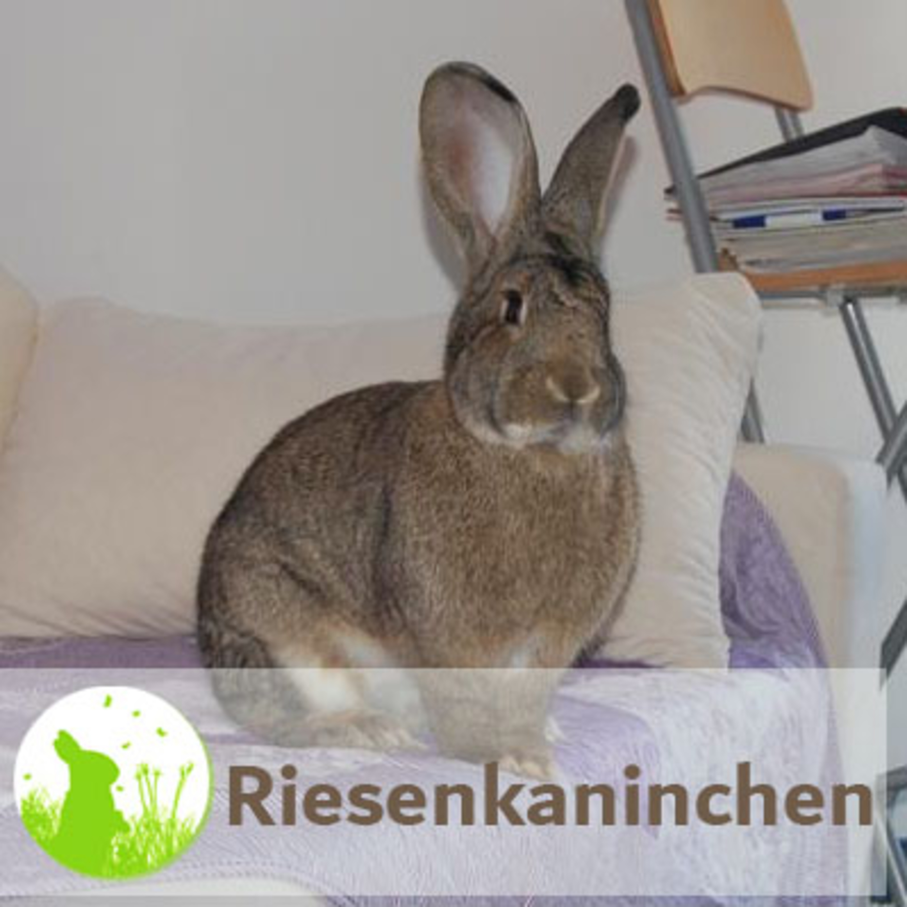 Kaninchenwiese.de Dein Kaninchen-Podcast