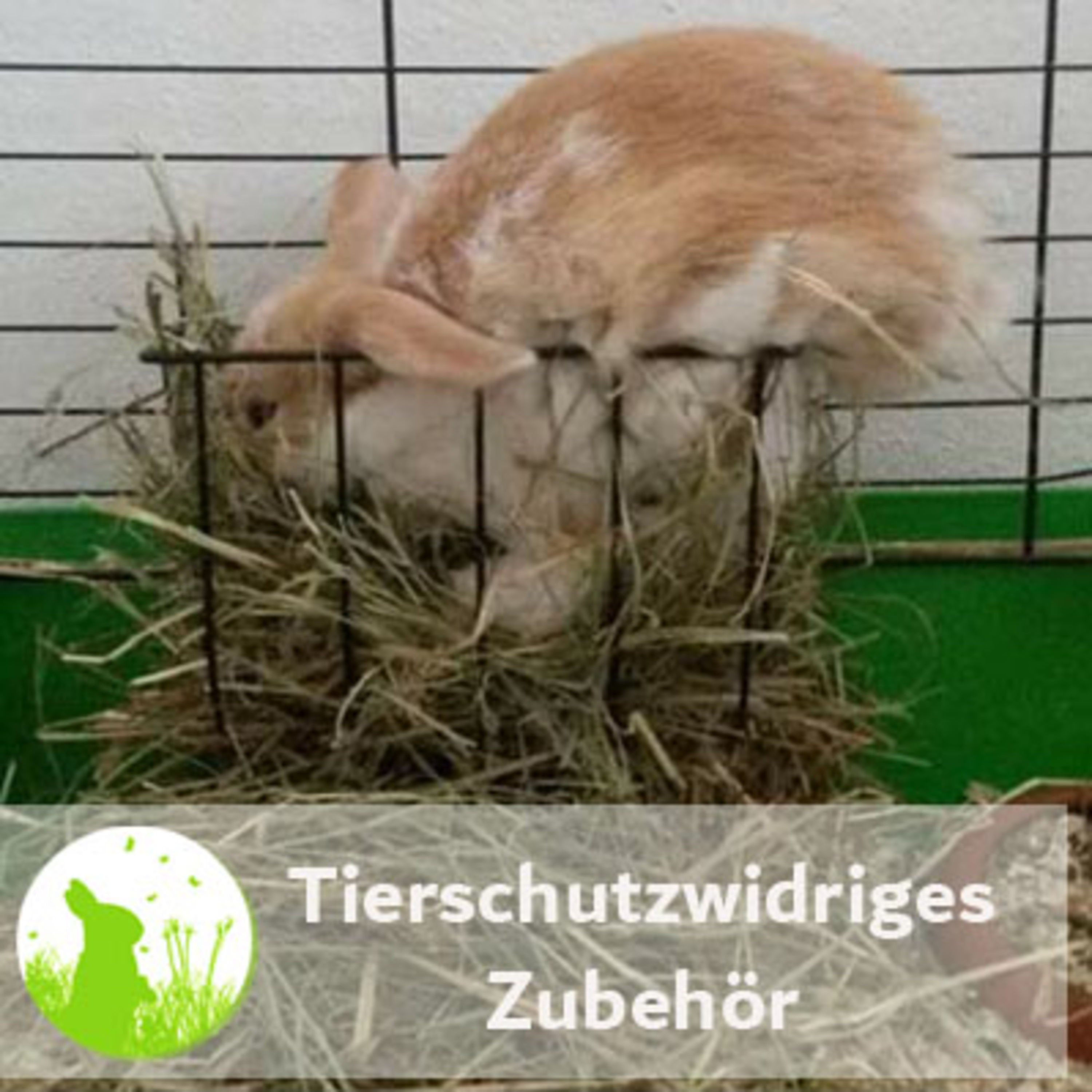 Kaninchenwiese.de Dein Kaninchen-Podcast