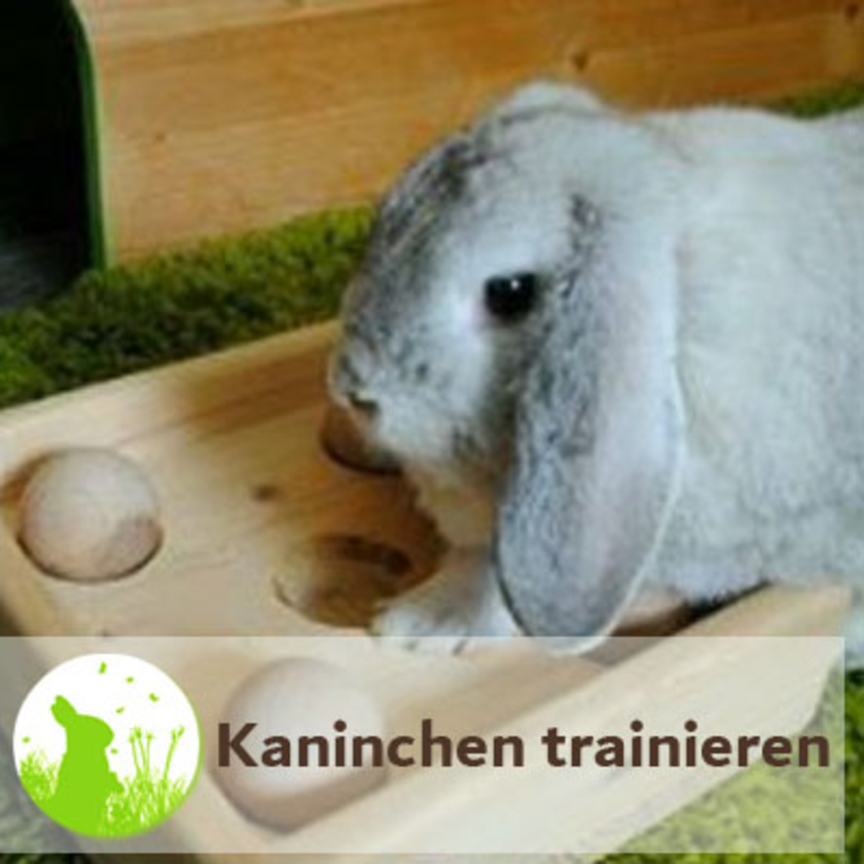 Kaninchenwiese.de Dein Kaninchen-Podcast