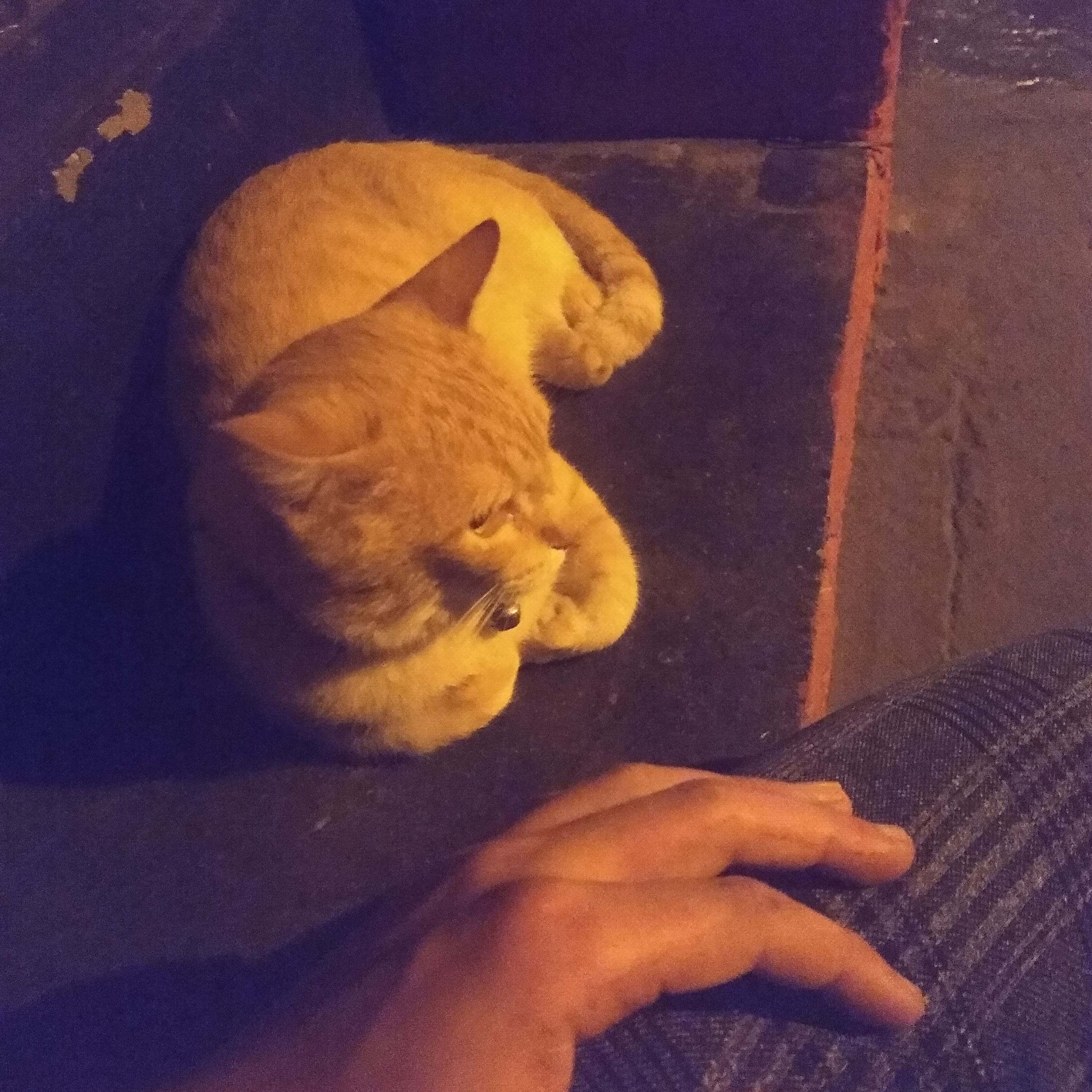 descoisando