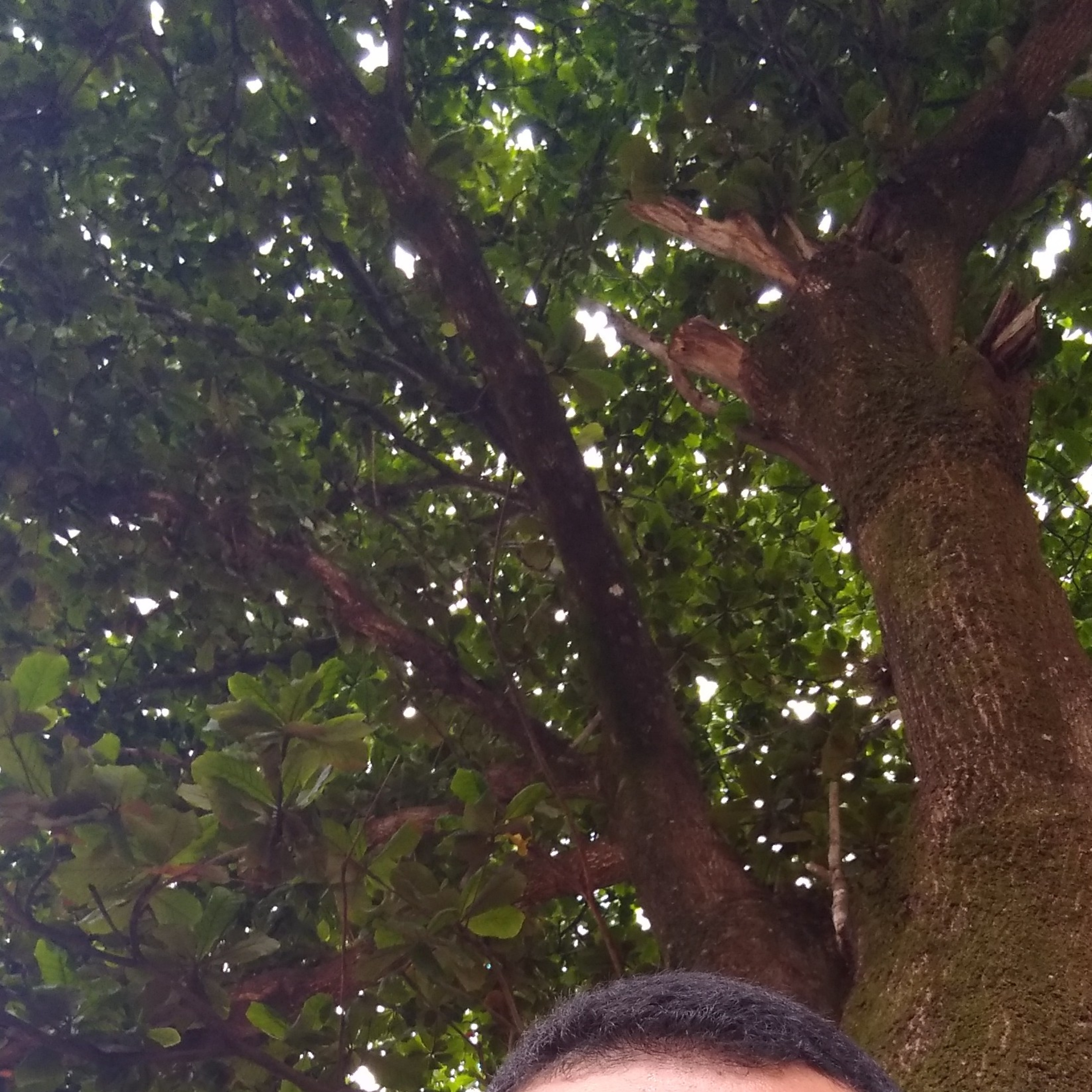 descoisando