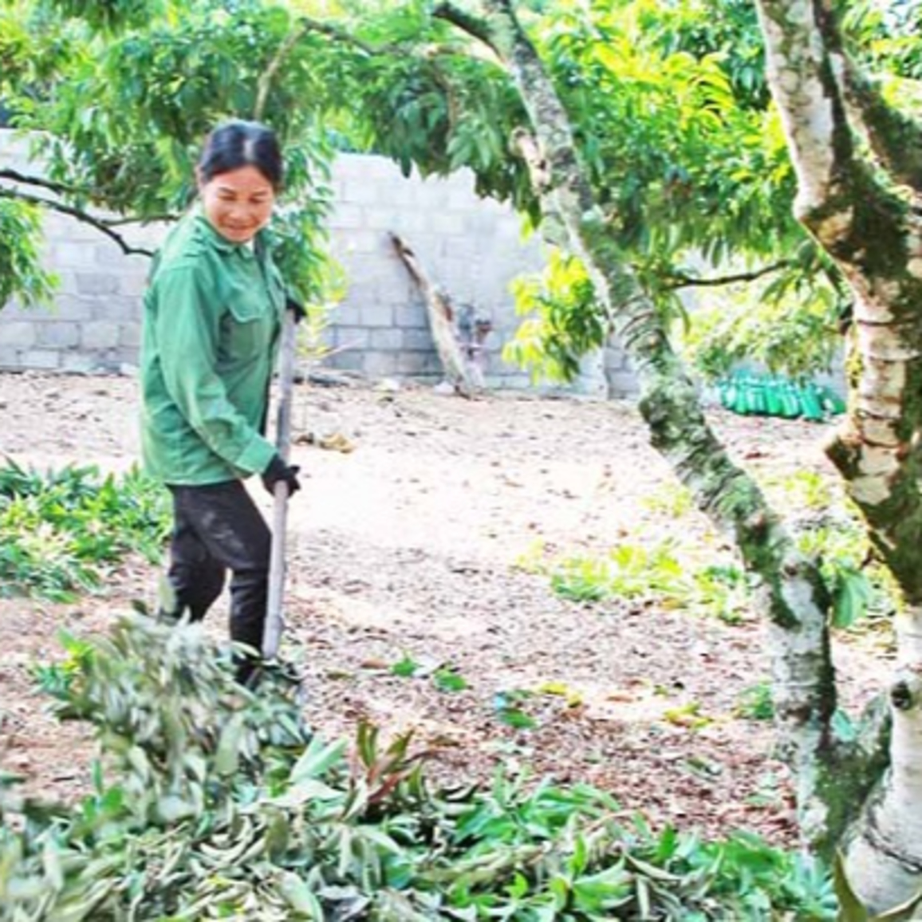 Vải Sớm Phúc Hòa