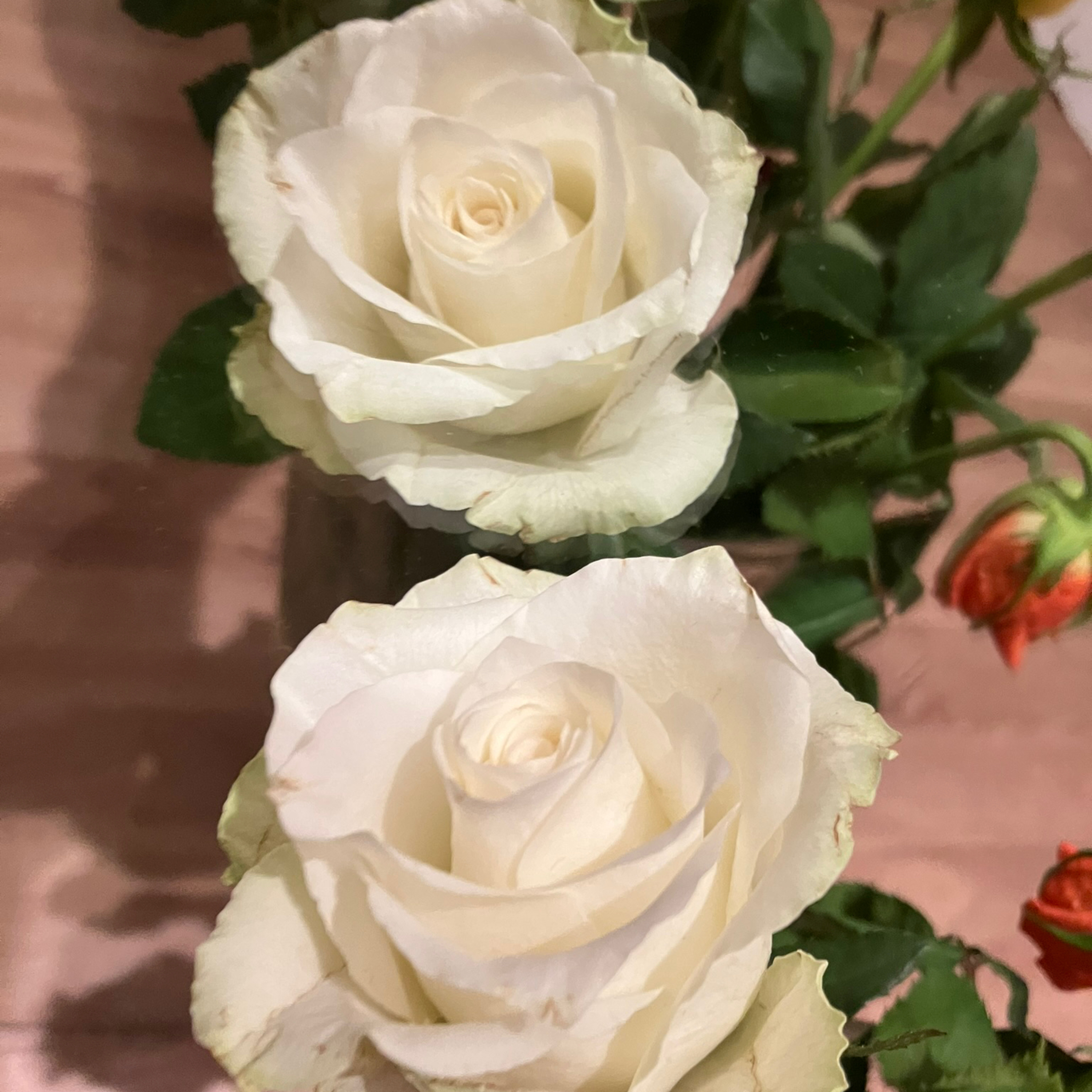 White Rose Reflection Erotica 