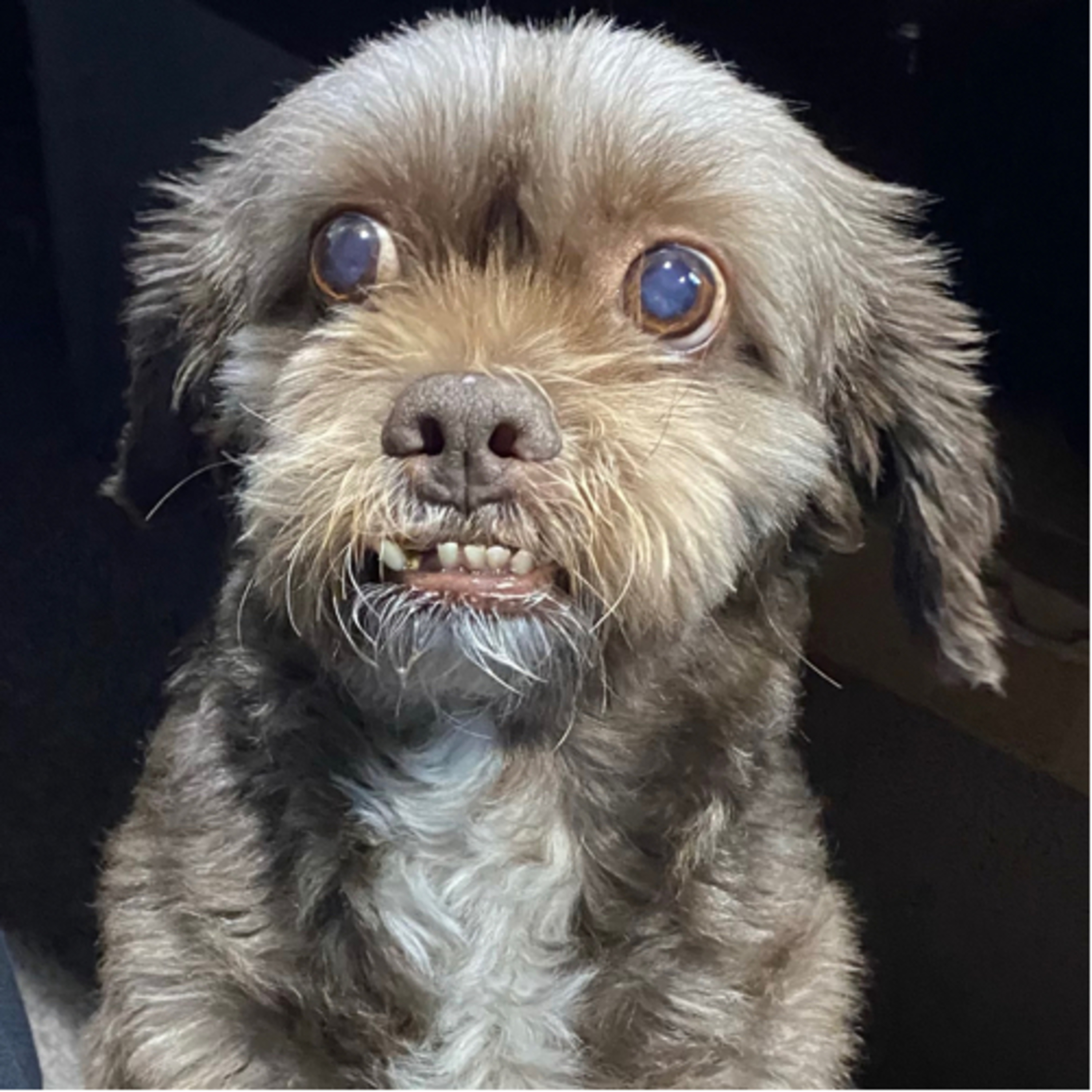 The Soosthi Show by Vino