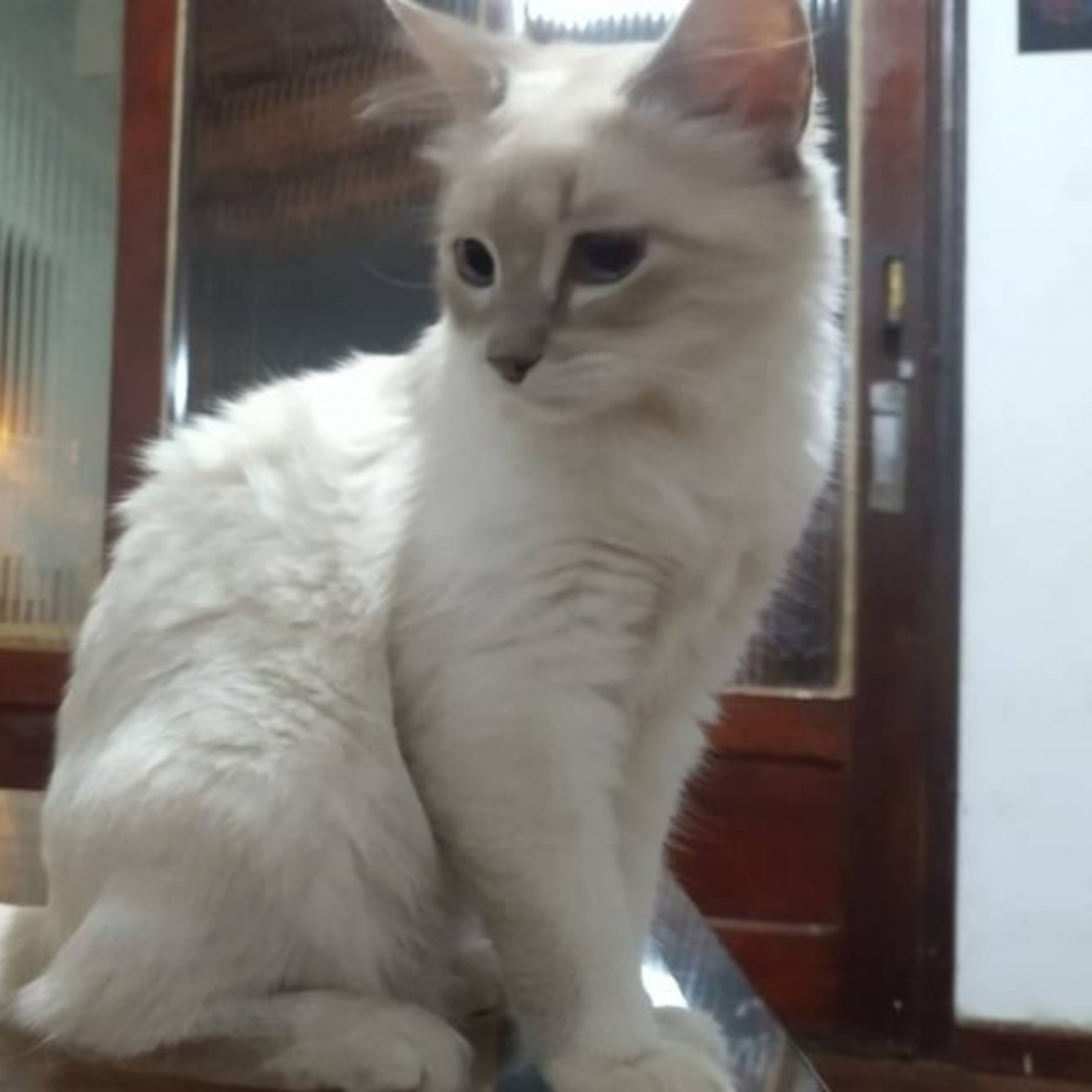 Não há comprovação que animais transmitem coronavírus para humanos episode artwork