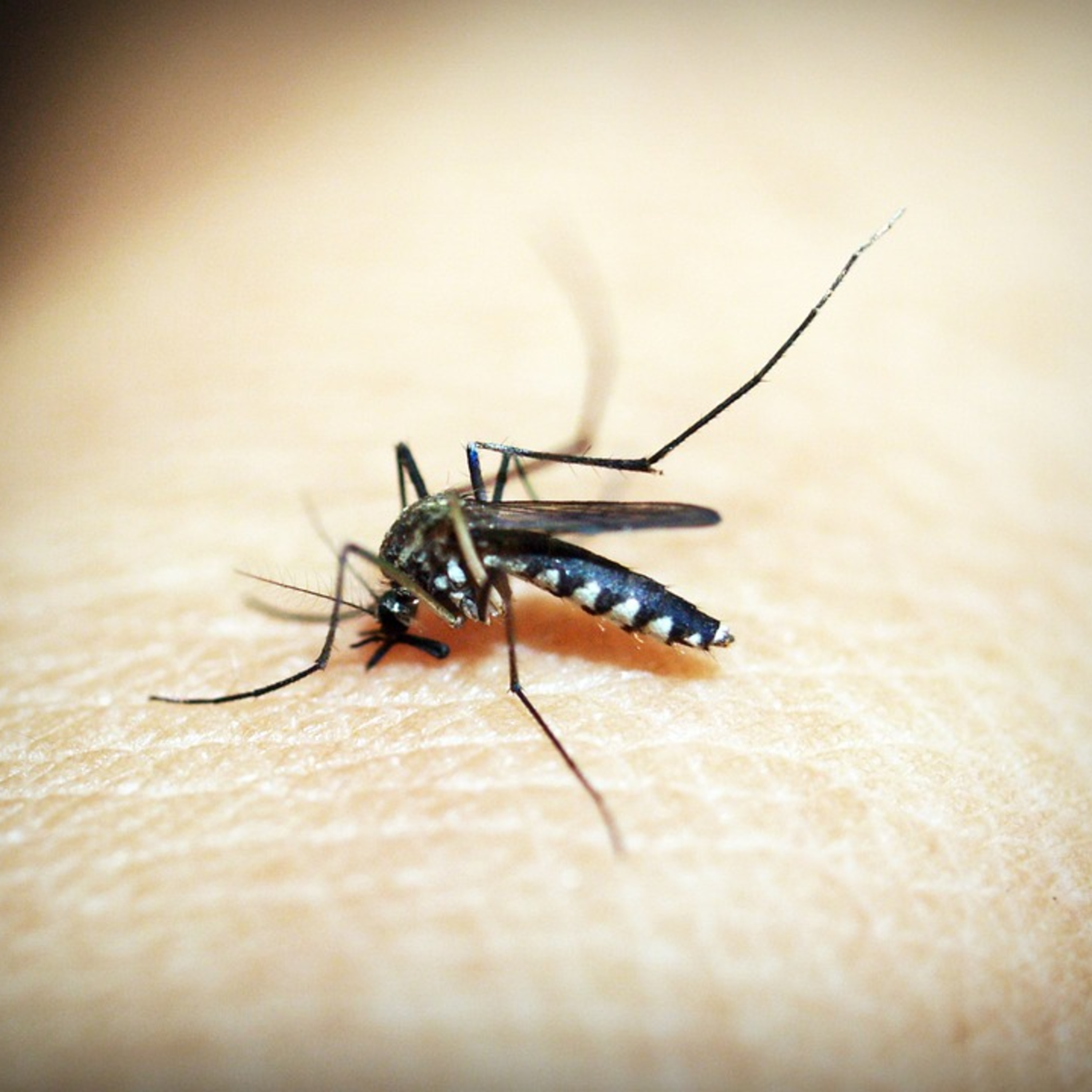Dengue, zika e chikungunya: 30 casos por dia no ES; saiba os cuidados episode artwork